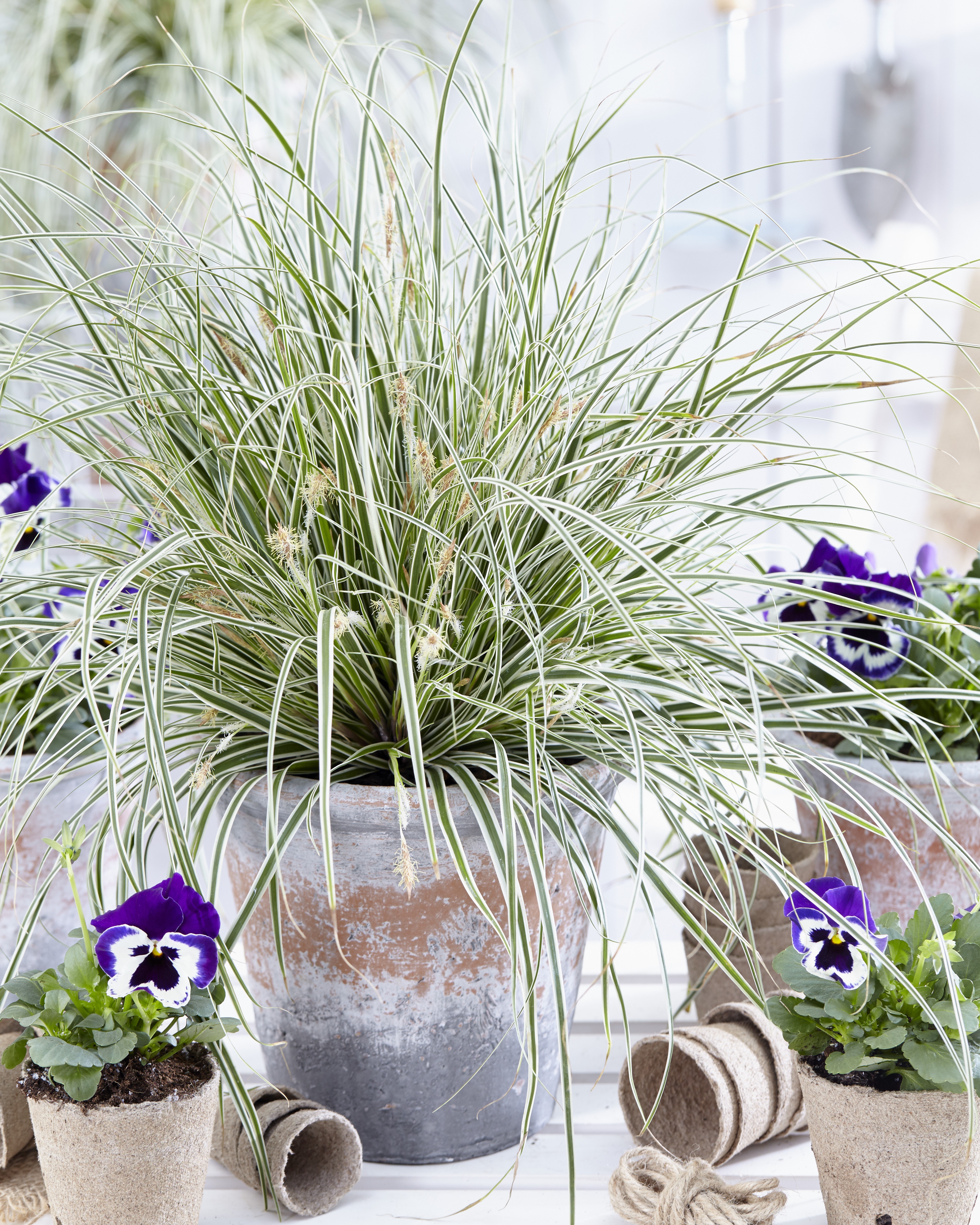 EverColor® Everest Variegated Sedge, Monrovia Plant
