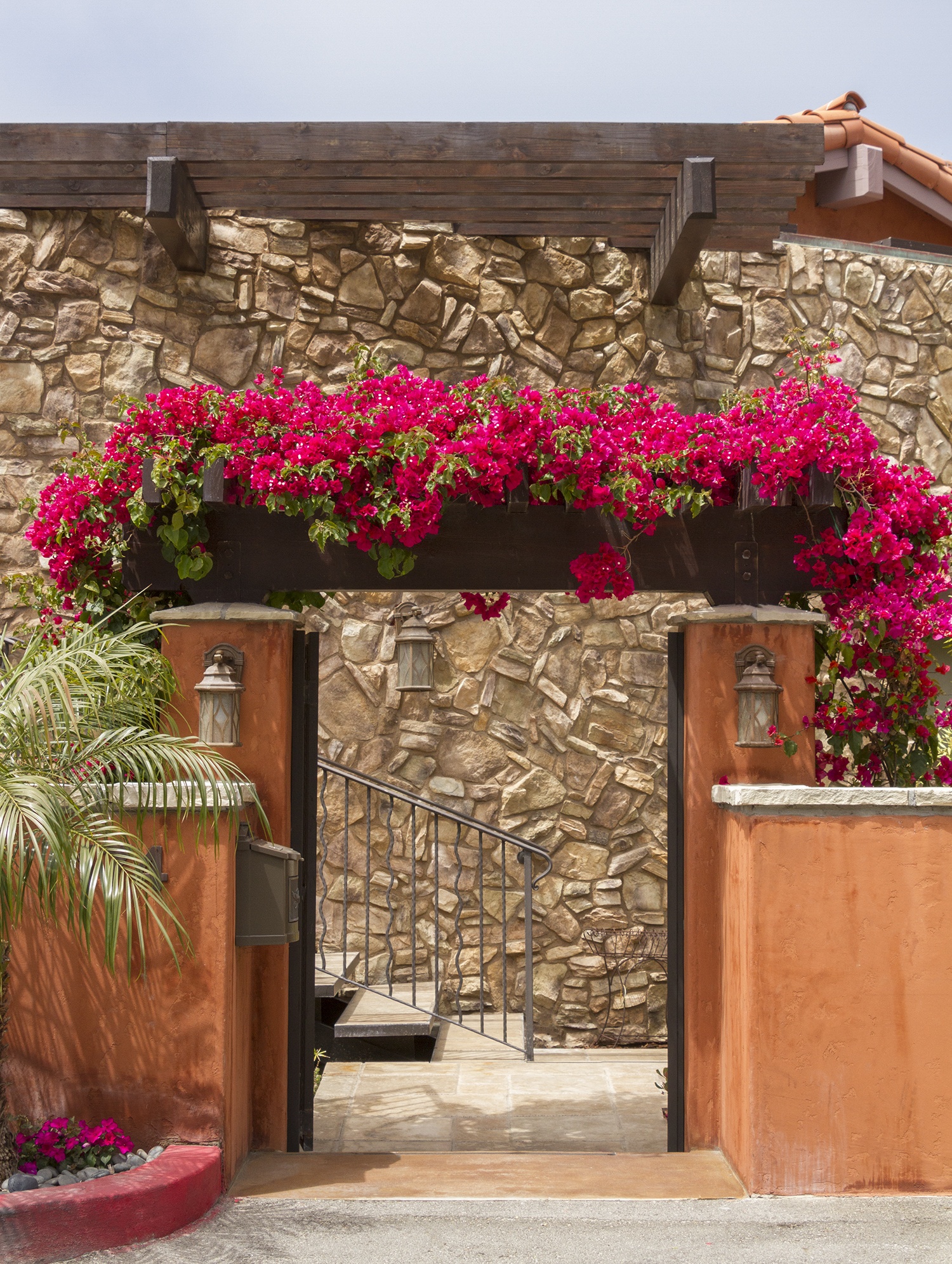 Barbara Karst Bougainvillea, Bougainvillea 'Barbara Karst', Monrovia Plant