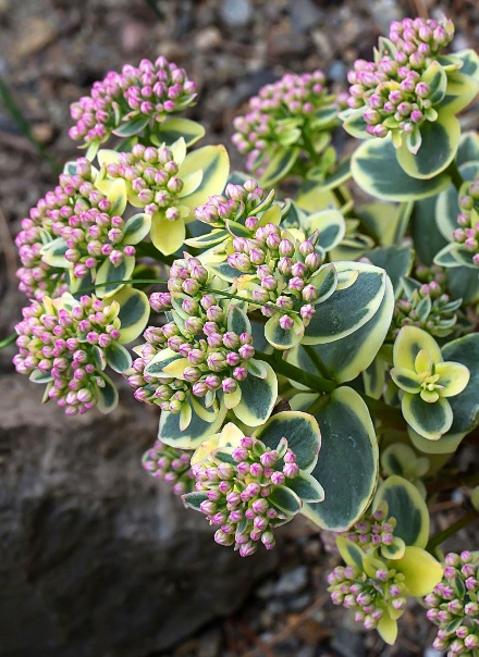 SunSparkler® Lime Twister Sedum, Sedum hybrid 'Lime Twister' PP