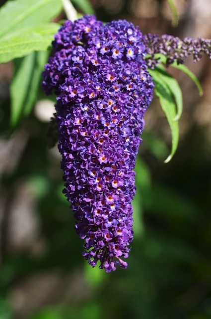 Black Knight Butterfly Bush, Buddleja davidii 'Black Knight'