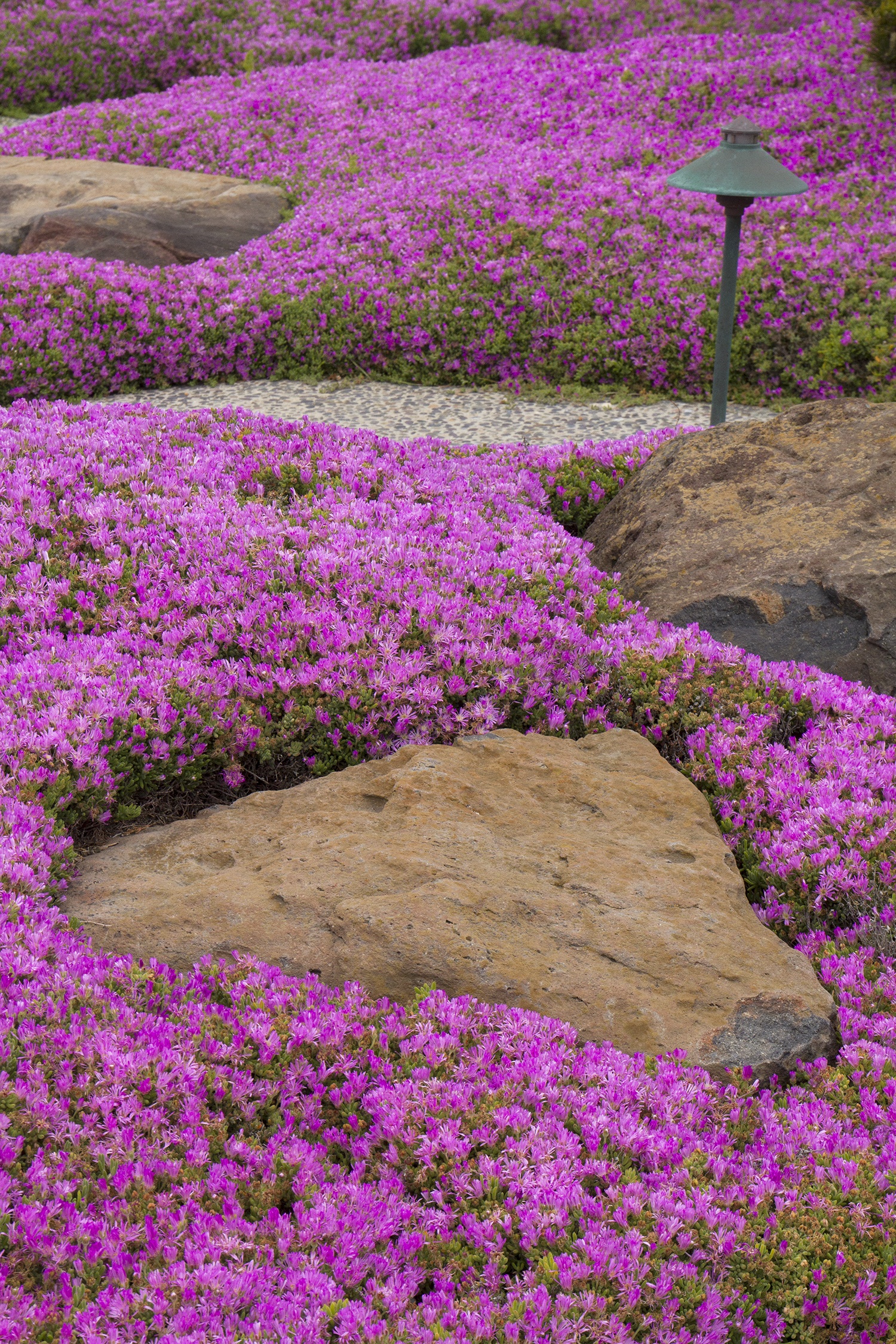 what is the plant rue Explore Our Ruda Plant, Mexican Rue Herb