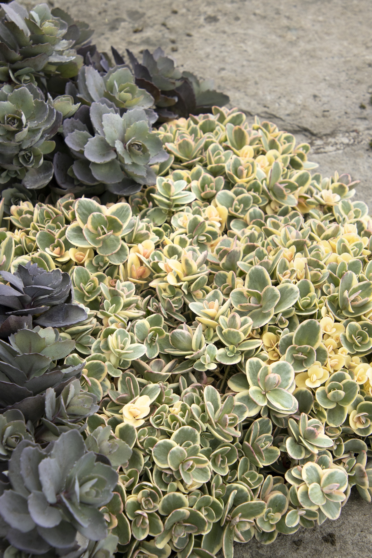 SunSparkler® Lime Twister Sedum, Sedum hybrid 'Lime Twister' PP