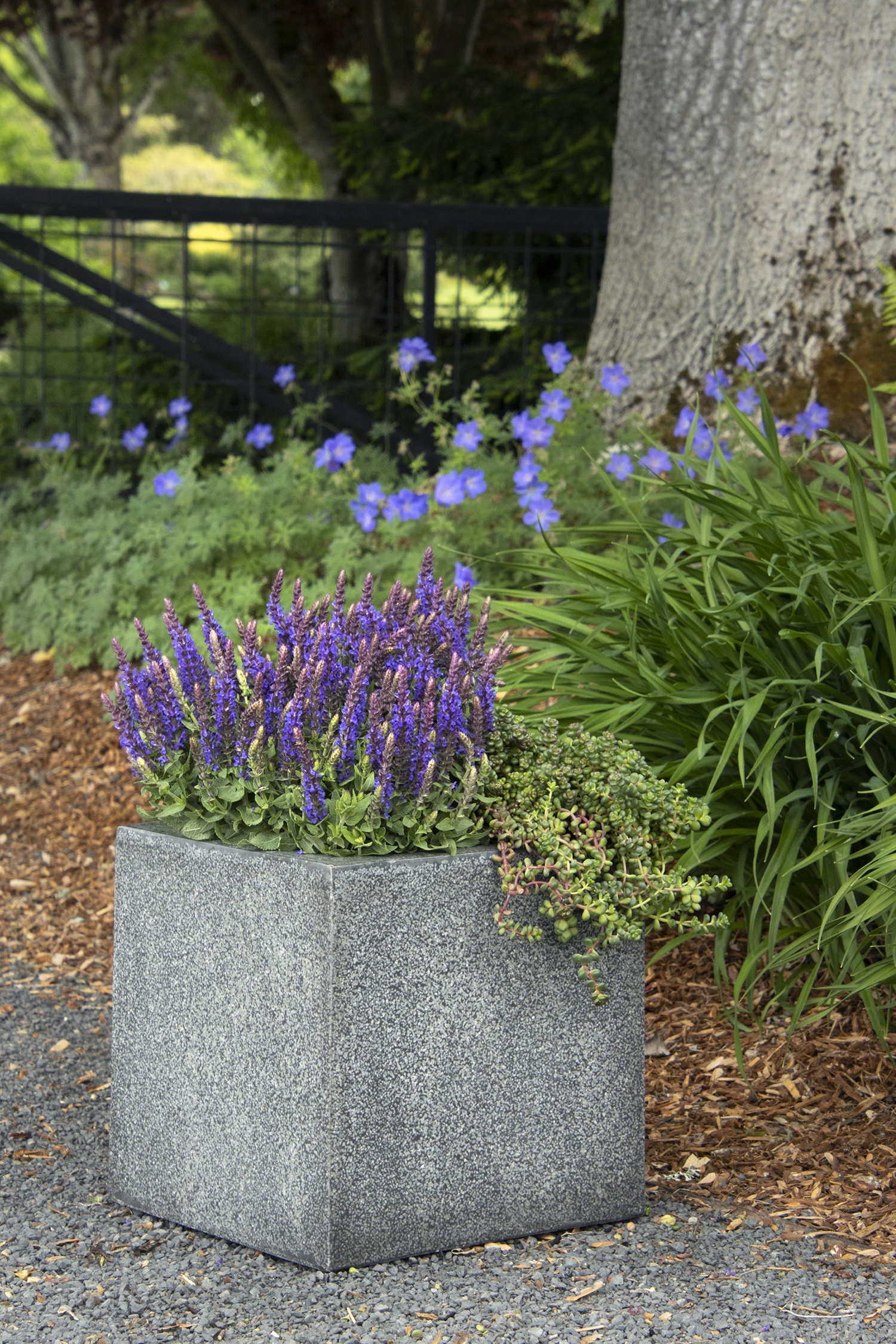 Monrovia Little Night European Meadow Sage - Thumbnail 5