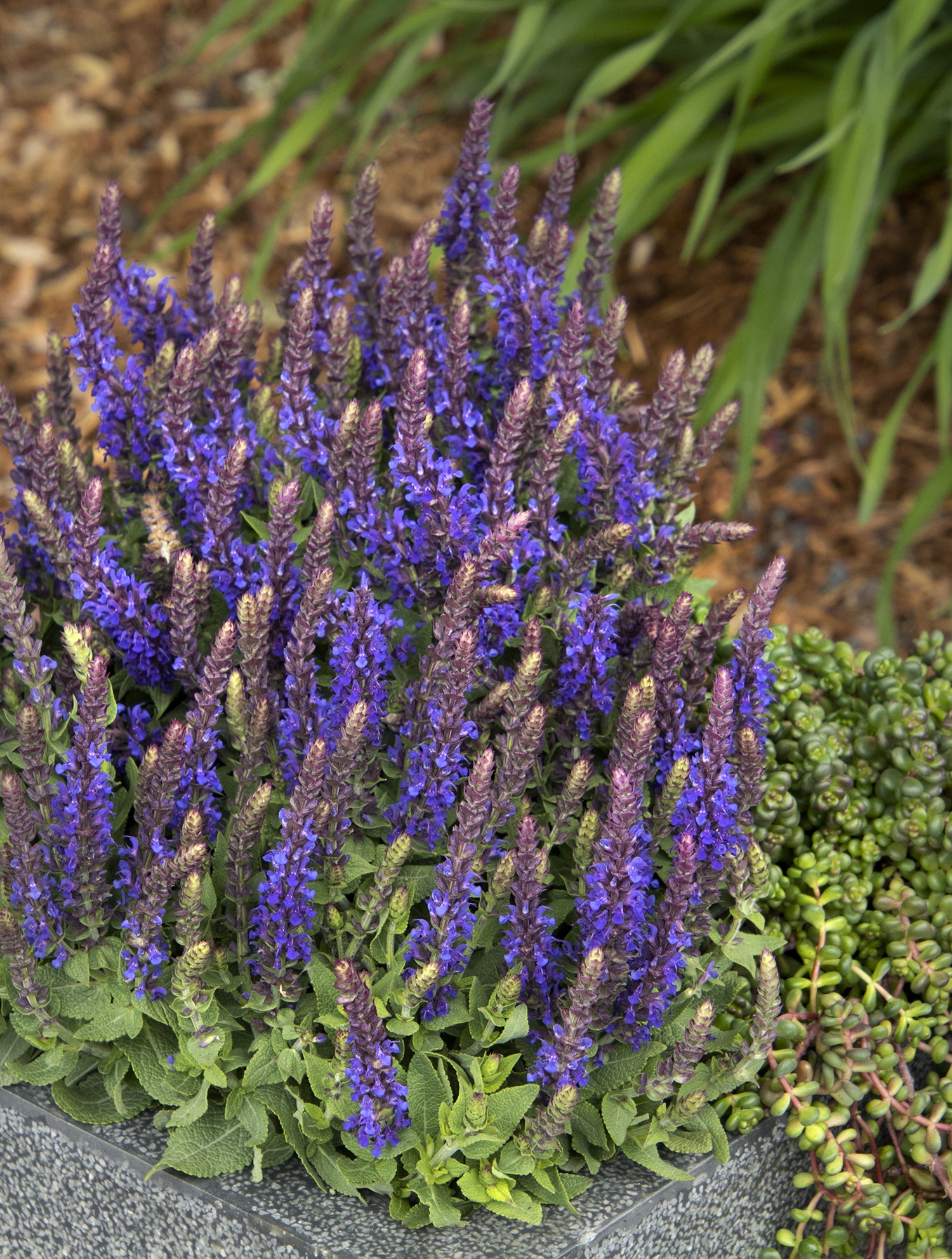 Monrovia Little Night European Meadow Sage - Thumbnail 2