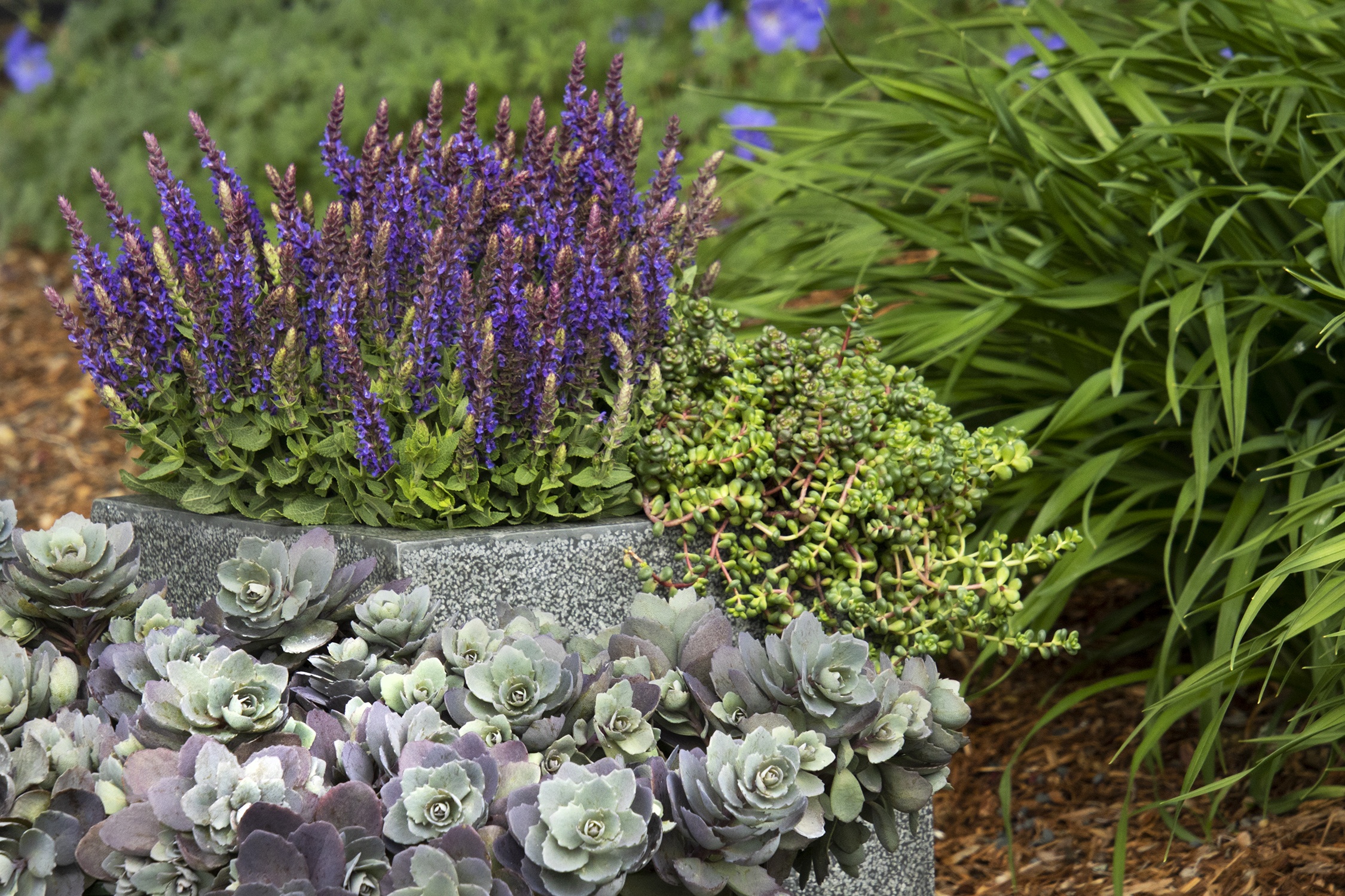 Monrovia Little Night European Meadow Sage