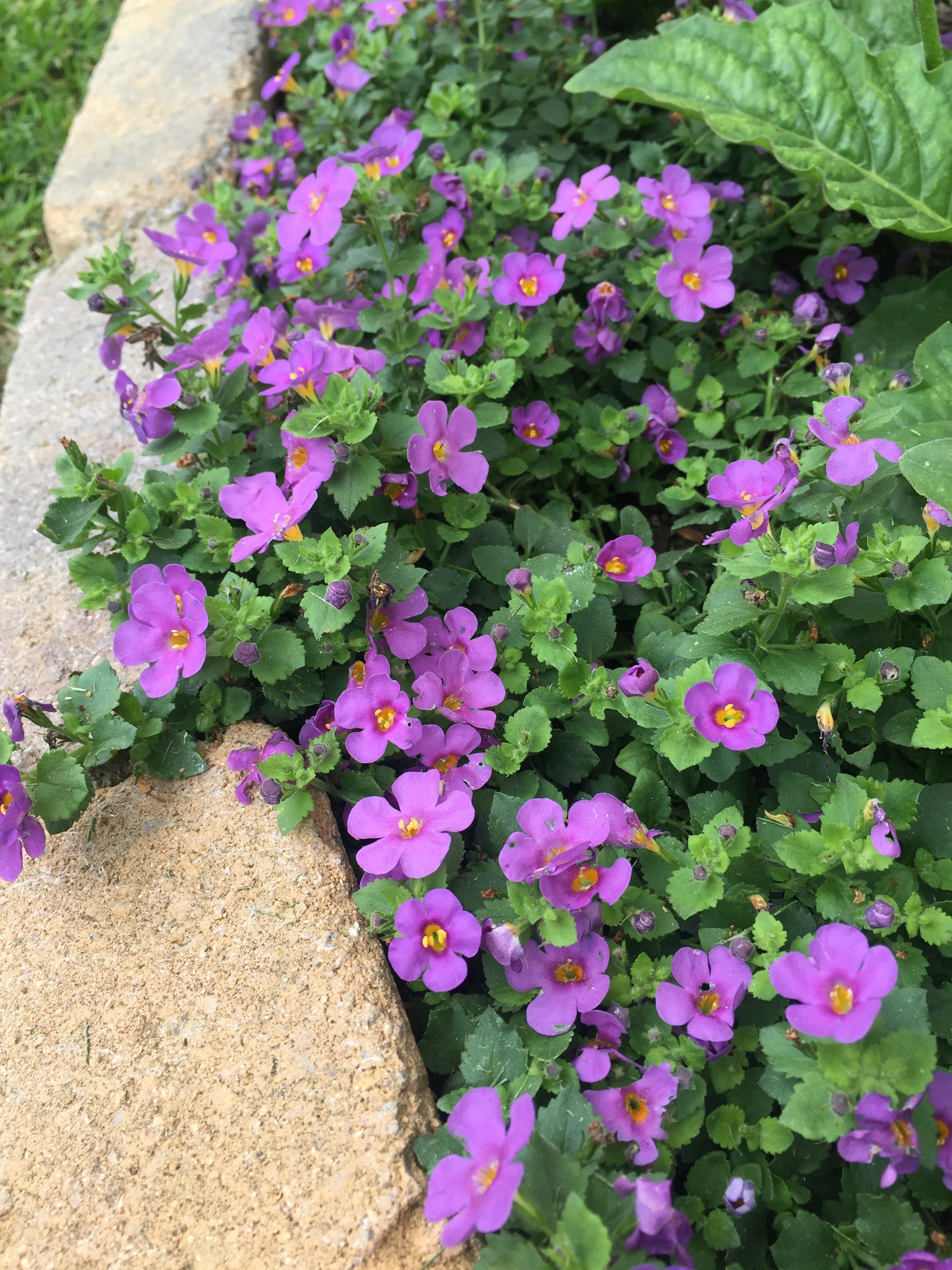 Betty® Bacopa, Sutera hybrida Betty™ Series, Monrovia Plant