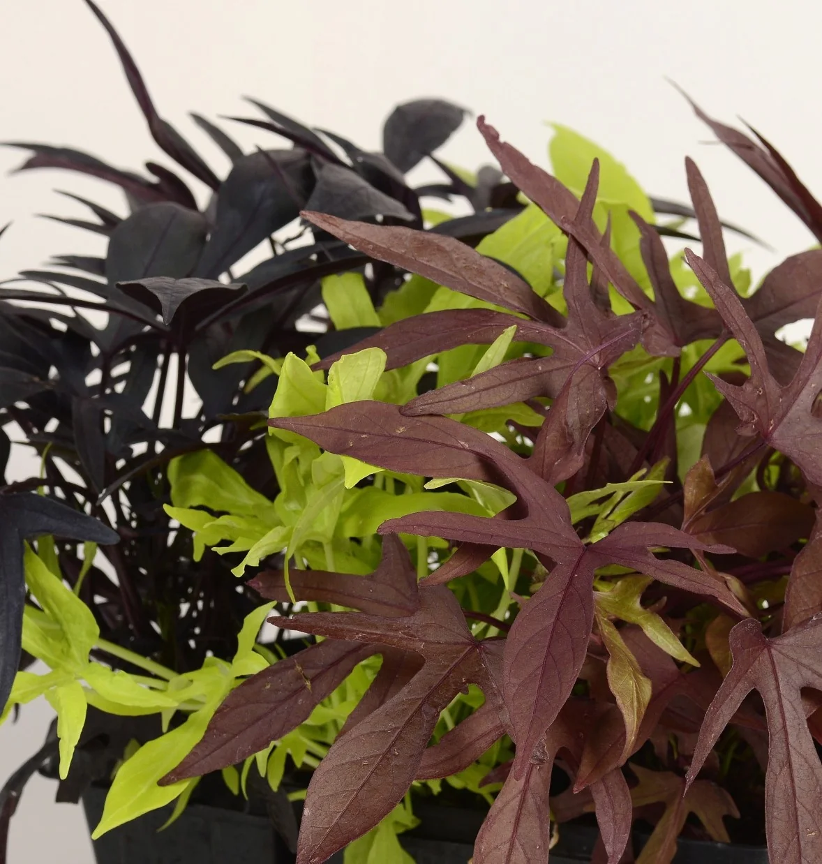 Spotlight Sweet Potato Vine (Ipomoea batatas Spotlight Series) displaying deeply lobed foliage in deep burgundy-red and bright chartreuse-yellow, shown as mixed foliage colors on cascading stems in a container planting demonstration.