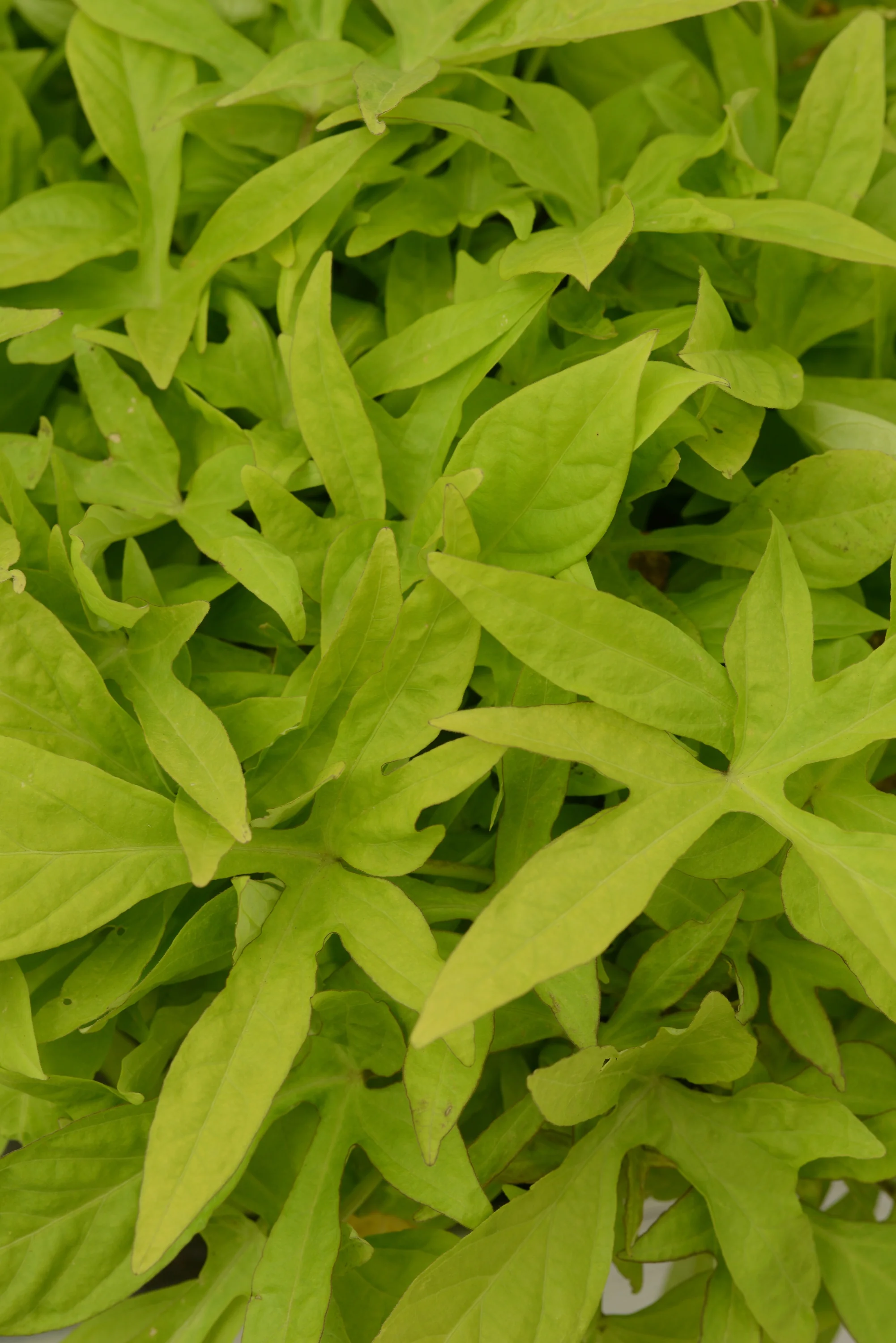 Close-up of Spotlight Sweet Potato Vine (Ipomoea batatas Spotlight Series) showing densely packed, deeply lobed bright lime-green foliage, demonstrating the plant's vibrant chartreuse leaf color and full, cascading growth habit for container and landscape use.