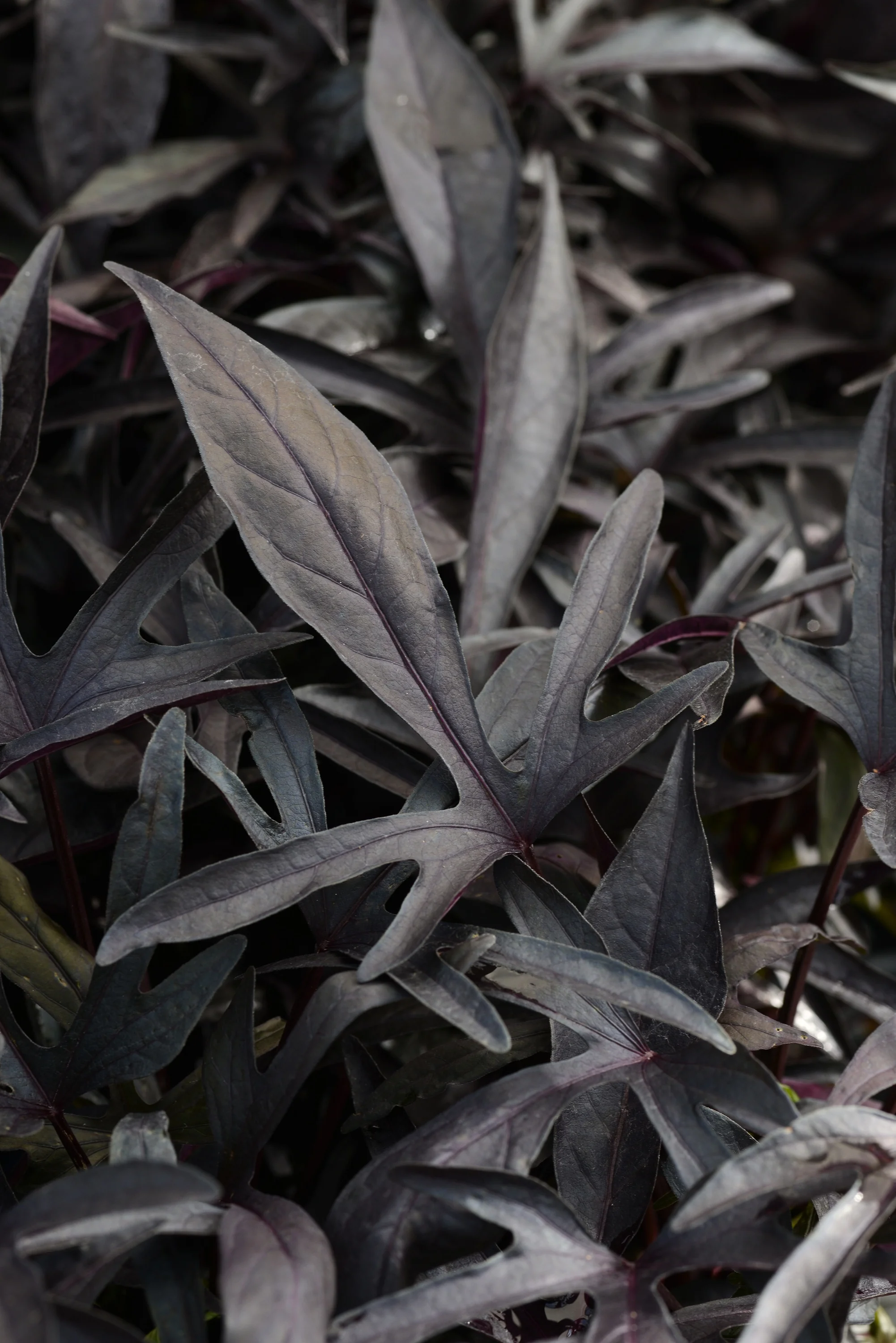 Close-up of Spotlight Sweet Potato Vine (Ipomoea batatas Spotlight Series) showing deeply lobed, nearly black foliage with purple-tinged stems and veins, displaying the plant's dramatic dark leaf coloring and texture.