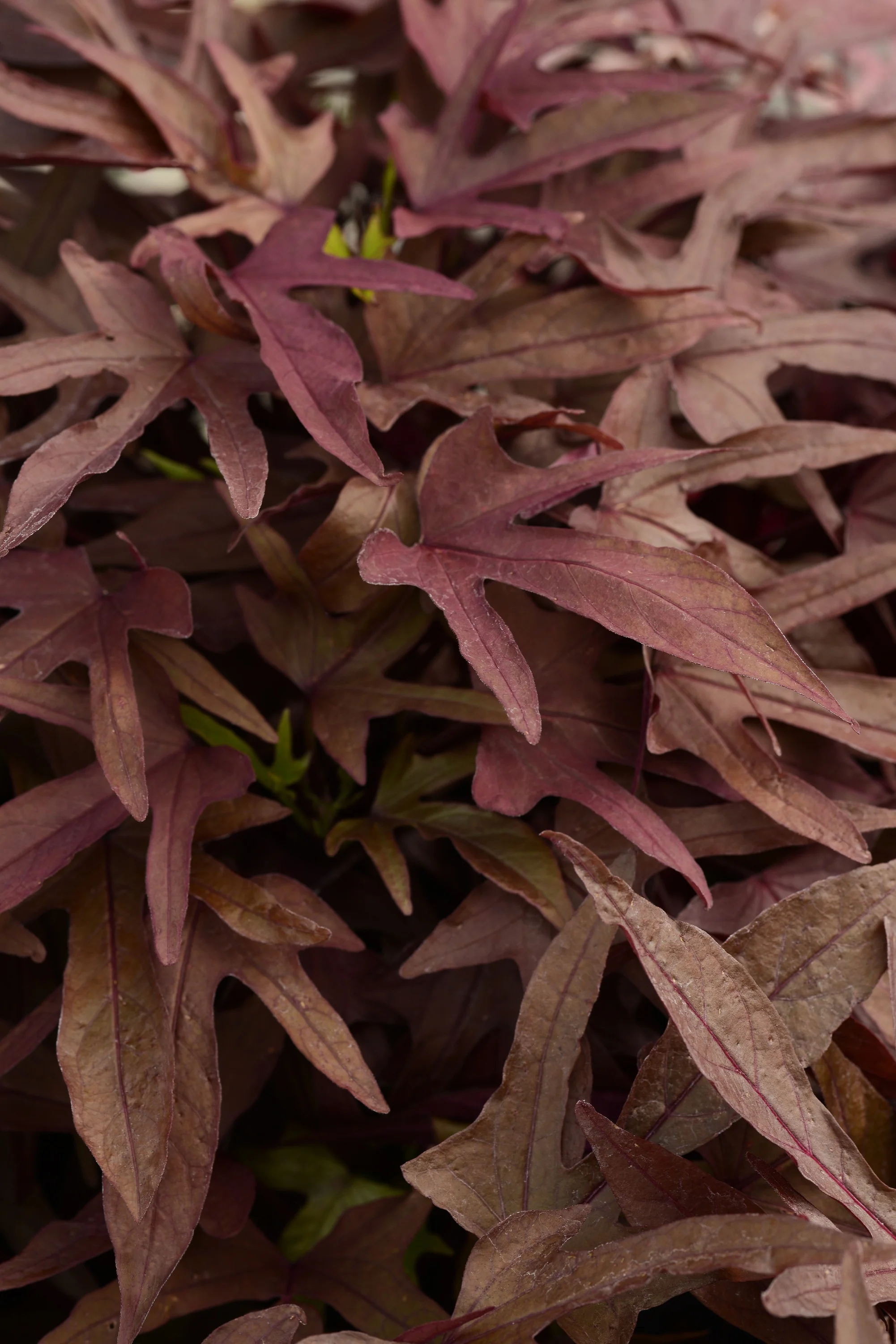 Close-up of deeply lobed, burgundy-purple foliage of Spotlight Sweet Potato Vine (Ipomoea batatas Spotlight Series), showing mature leaf color and texture for variety selection.