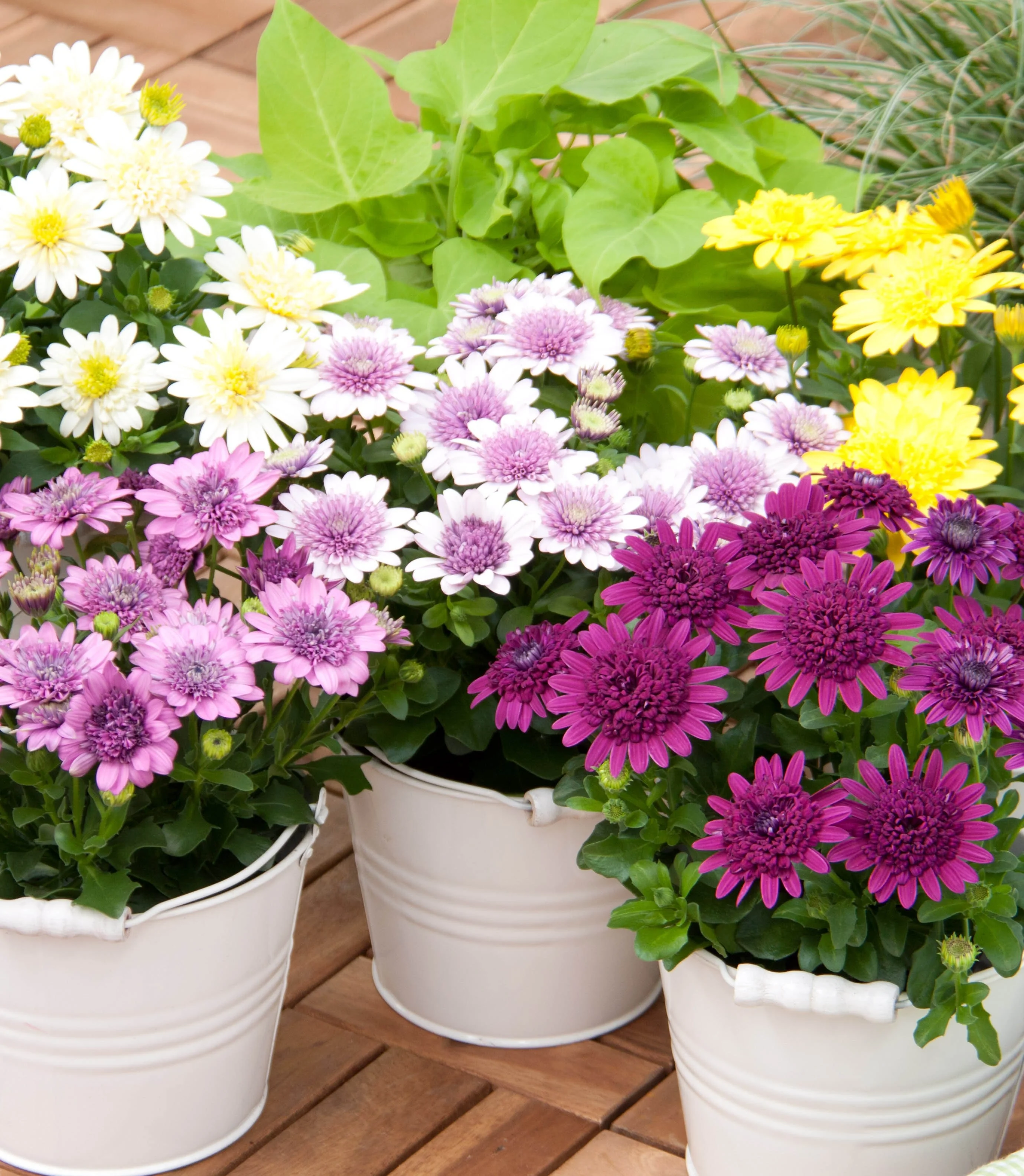 Three white ceramic containers of 4D African Daisy (Osteospermum 4D Series) in full bloom, displaying a vibrant mix of white, pale yellow, soft pink, and deep magenta double flowers with yellow centers, photographed at eye level on a wooden deck showing mature flowering plants ready for sale.