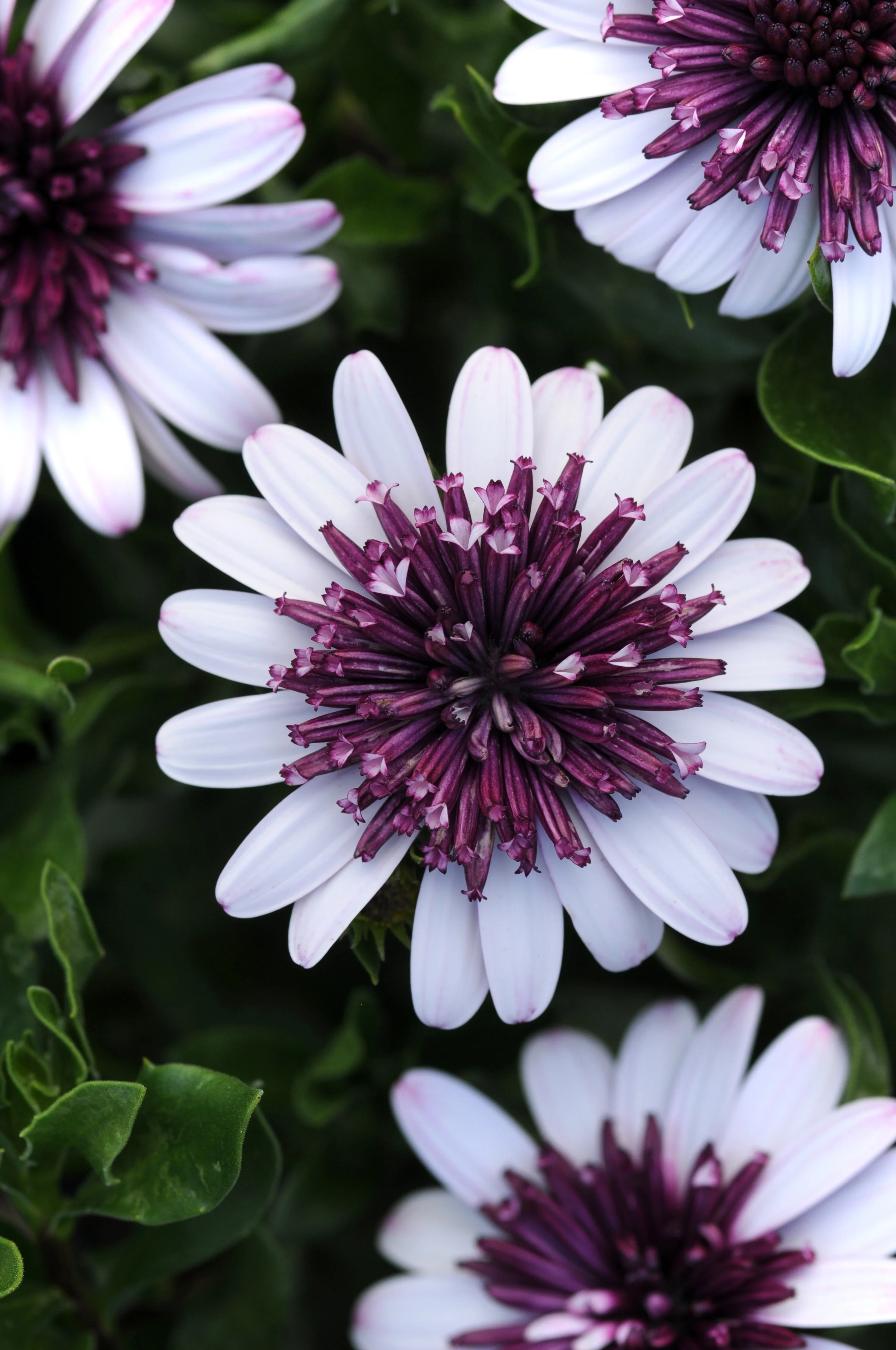 4D African Daisy, Osteospermum 4D Series, Monrovia Plant