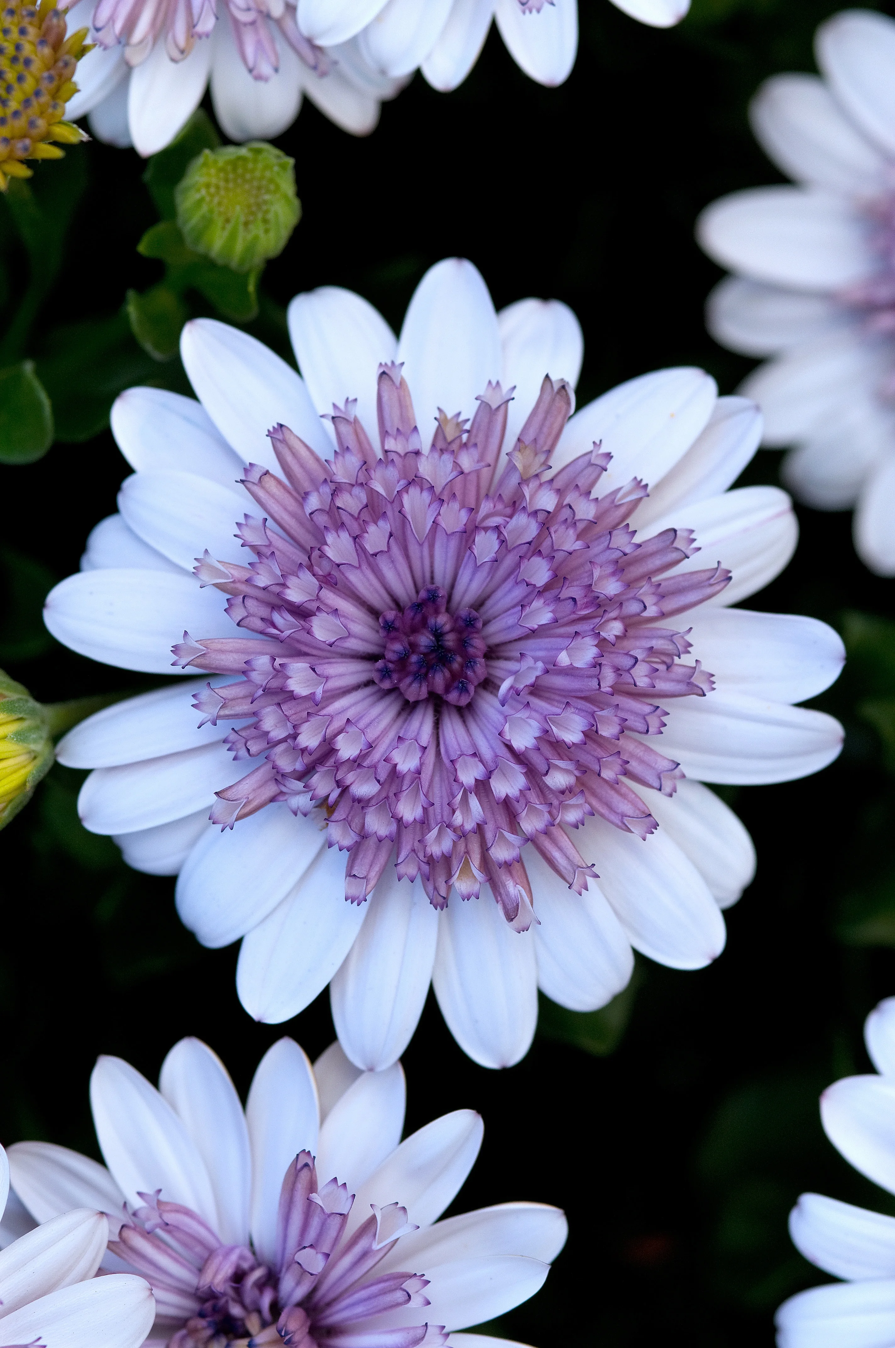 Close-up of a fully open African Daisy (Osteospermum 4D Series) flower with white outer petals and a densely layered purple-mauve center disk, shown in full bloom alongside buds and developing flowers against a dark background, displaying the distinctive layered form of the 4D variety.