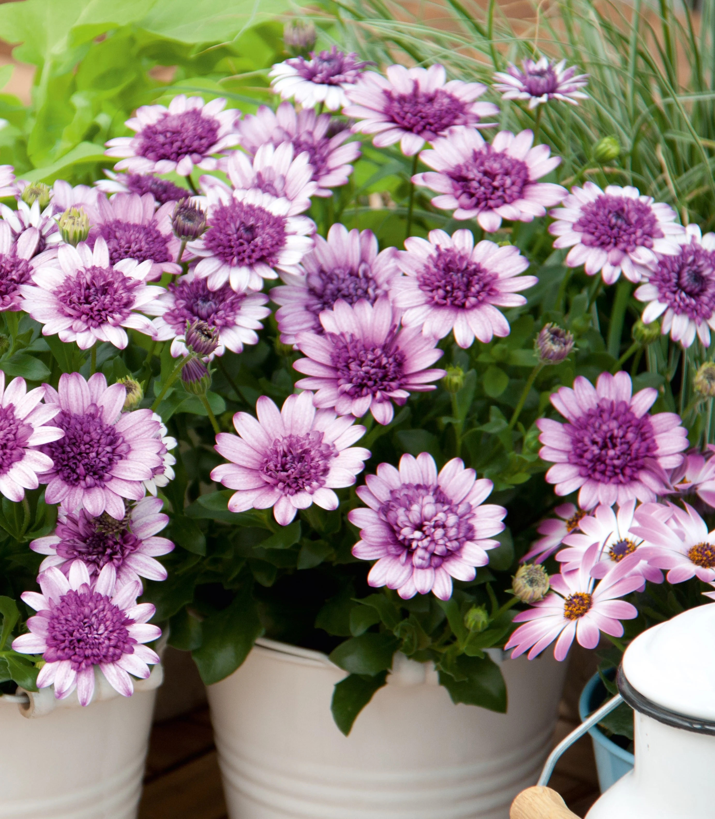4D African Daisy (Osteospermum 4D Series) with deep purple-violet double flowers and white petal edges, blooming abundantly in white containers, showing the full flowering display typical of mature plants.