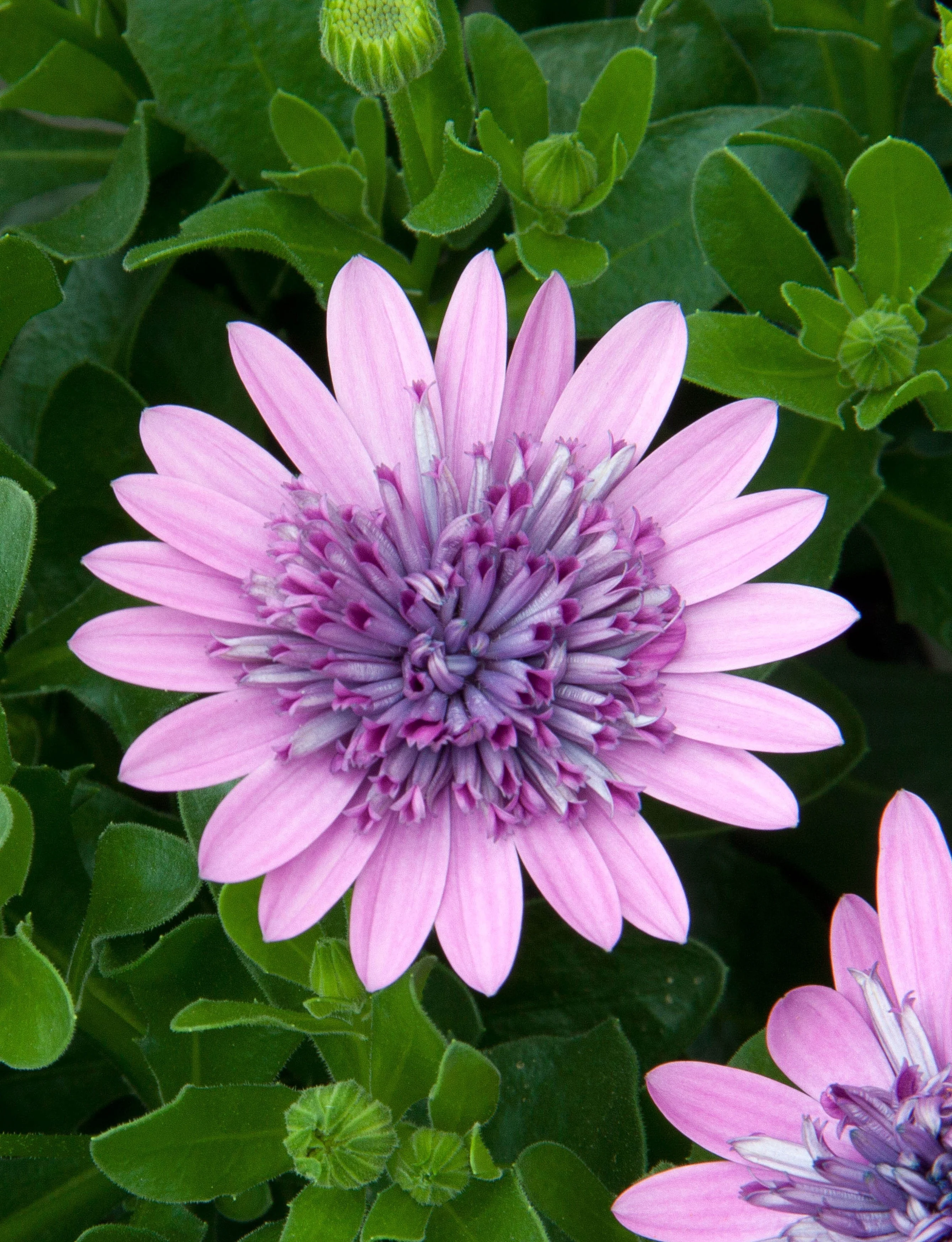 Close-up of a fully open African Daisy (Osteospermum 4D Series) with pale pink outer petals surrounding a dense, ruffled center in deep purple and magenta tones. Green foliage and unopened buds visible behind the bloom, demonstrating the plant's full flowering habit.