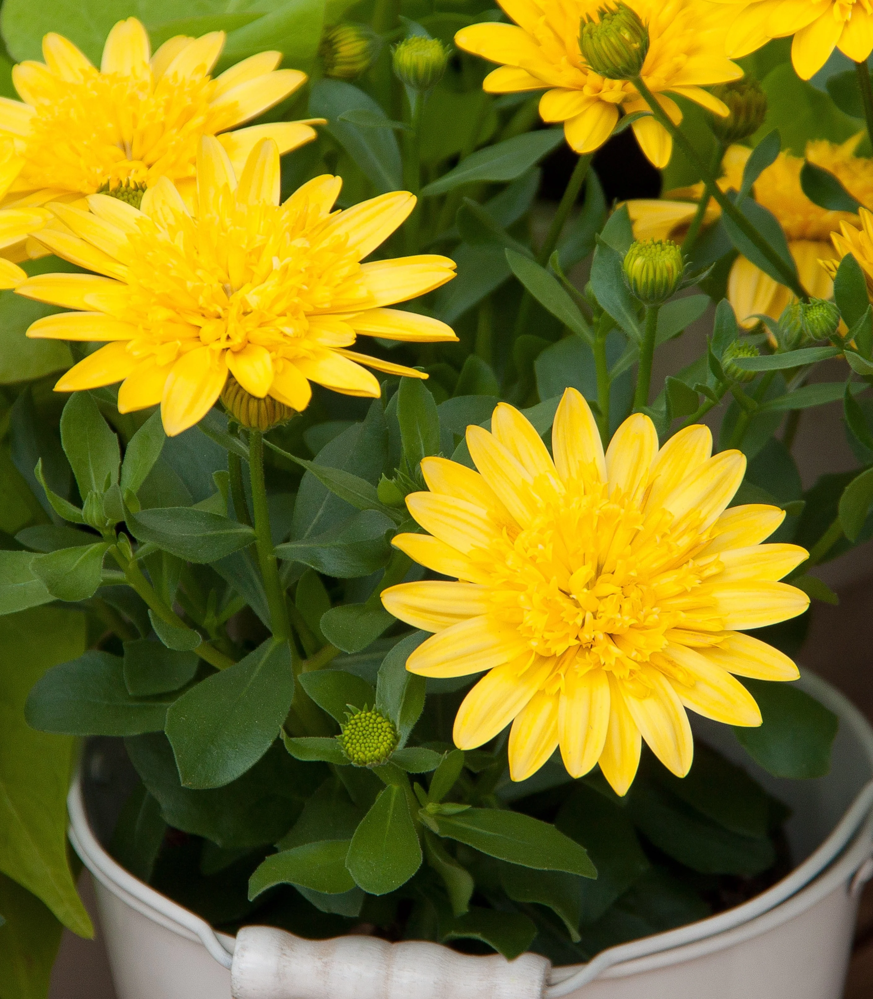 Bright yellow double-petaled African Daisy flowers with layered petals and green centers, surrounded by green foliage and unopened buds, growing in a white container, demonstrating full bloom and plant fullness at purchase.