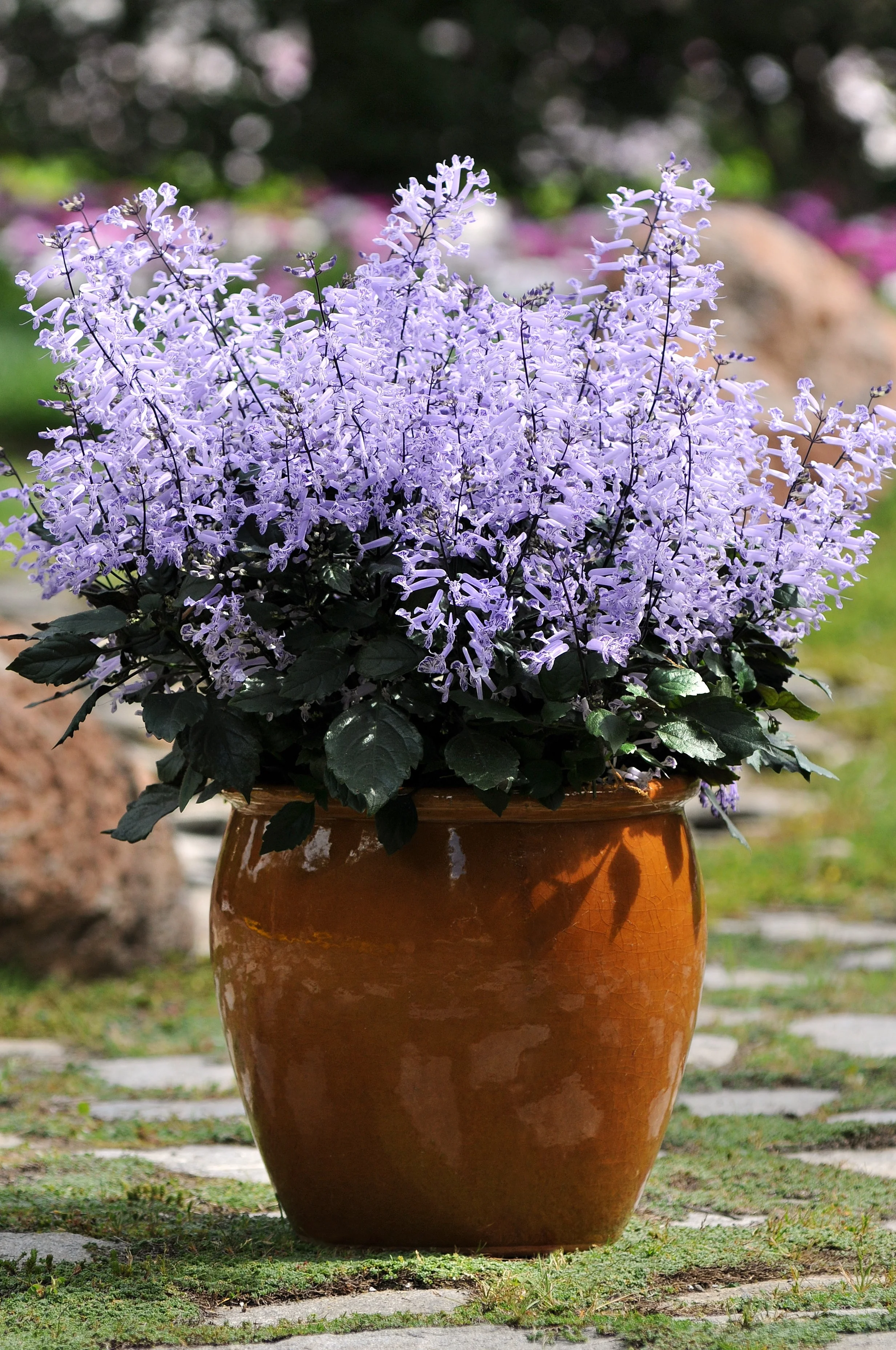 Mona Lavender Swedish Ivy (Plectranthus 'Plepalila') in full bloom, displaying dense spikes of pale purple-lavender flowers with dark green foliage, planted in a terra-cotta container on a garden pathway, showing mature flowering size.