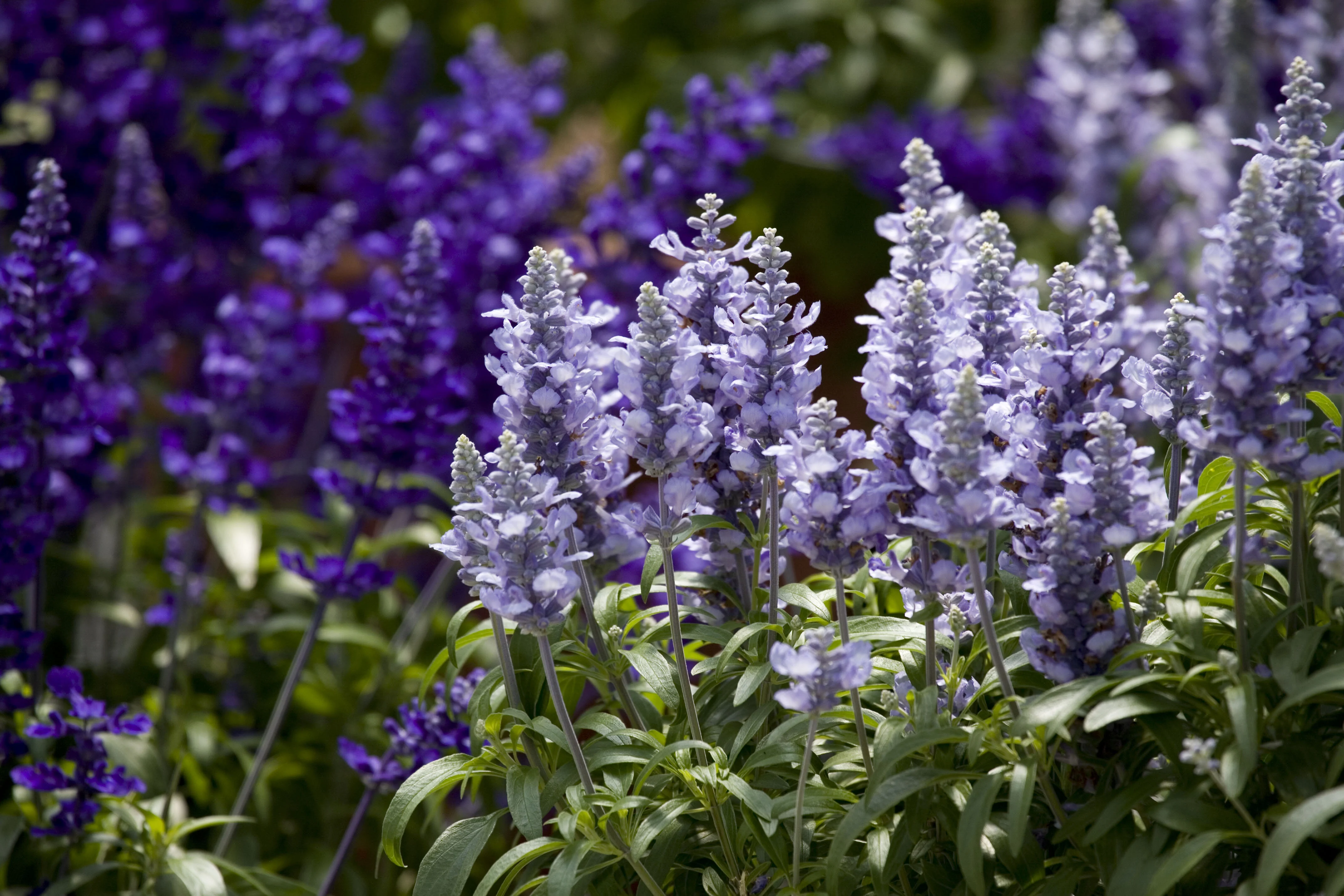 Cathedral Salvia, Salvia farinacea Cathedral Series, Monrovia Plant