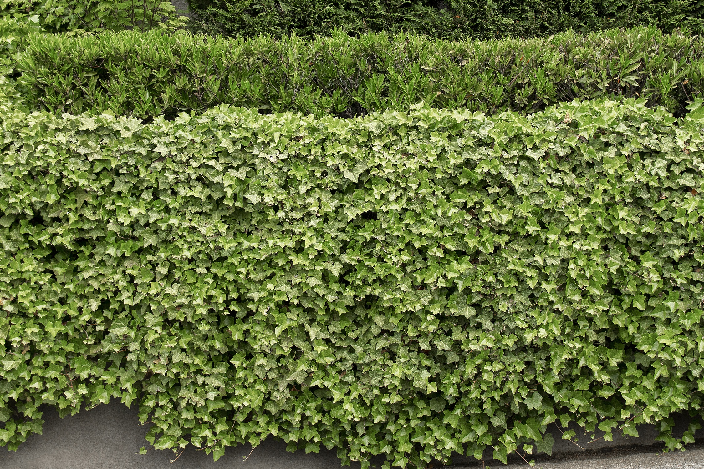 English Ivy, Hedera helix, Monrovia Plant