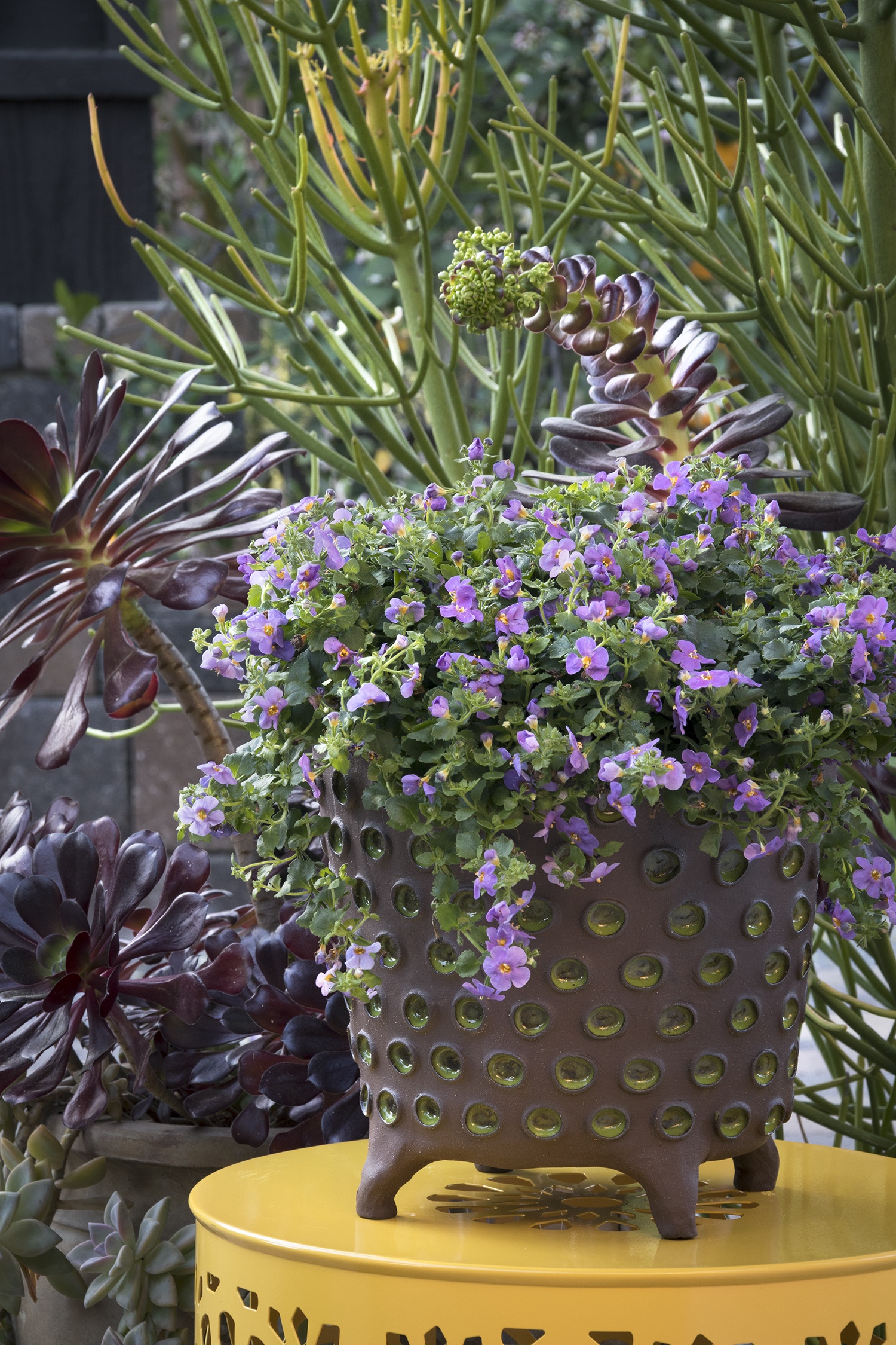 Betty® Bacopa, Sutera hybrida Betty™ Series, Monrovia Plant