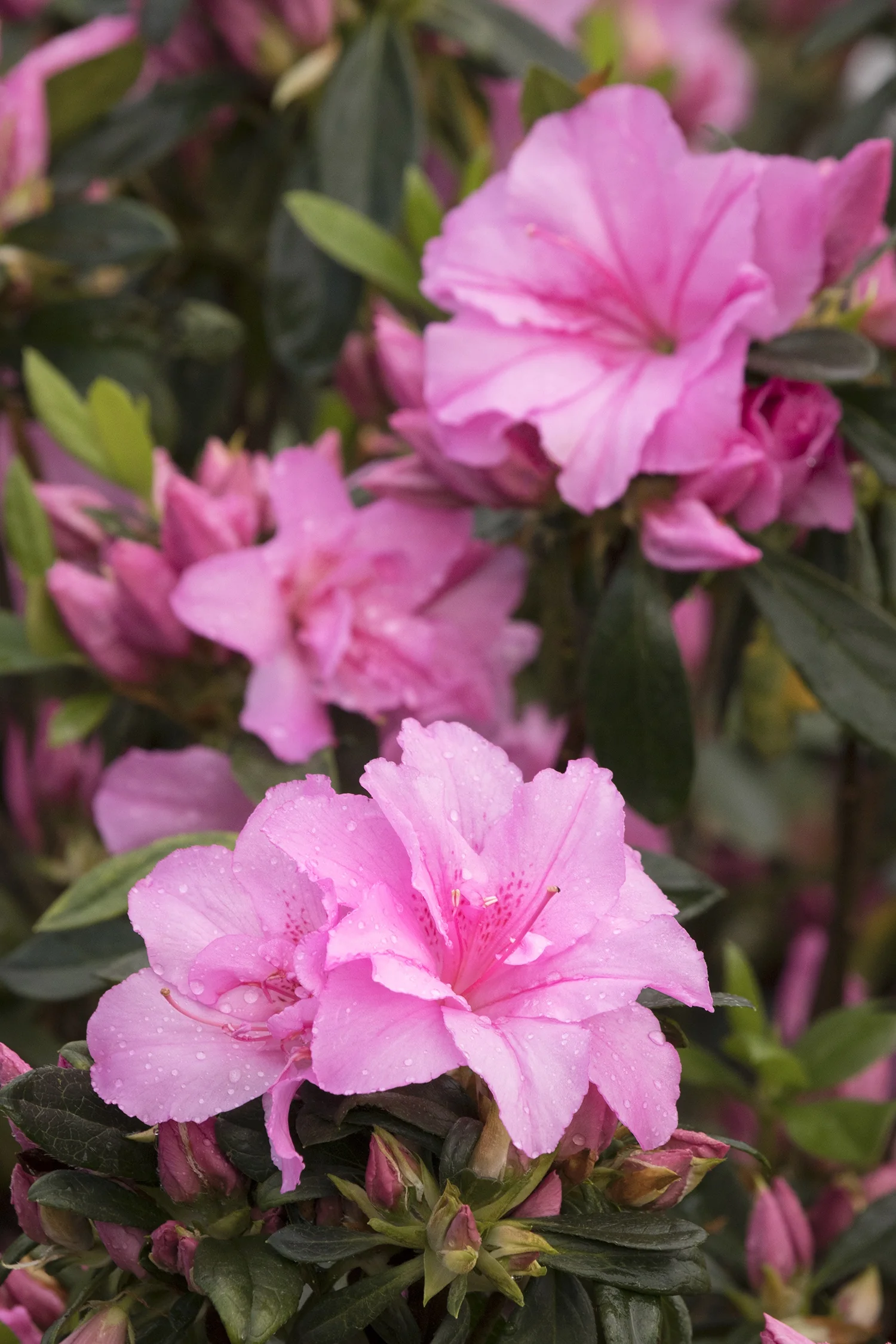 Imperial Princess Azalea with soft pink double flowers dotted with water droplets, dark green foliage, and unopened buds visible in background, displaying peak bloom stage in a garden setting.