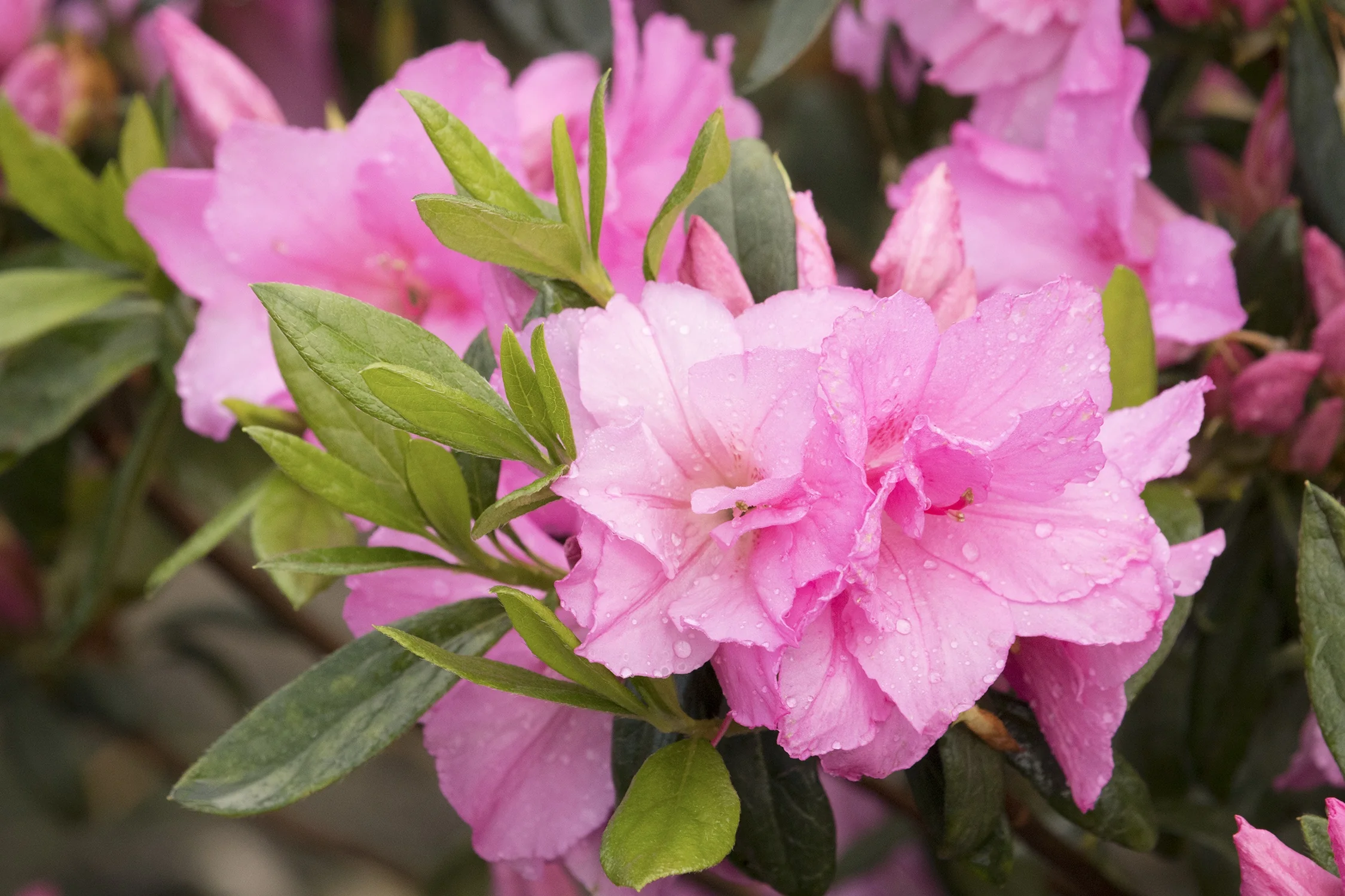 Imperial Princess™ Azalea displaying fully double pink flowers with ruffled petals and water droplets, surrounded by narrow green foliage and unopened buds, demonstrating the plant's full bloom flowering stage.