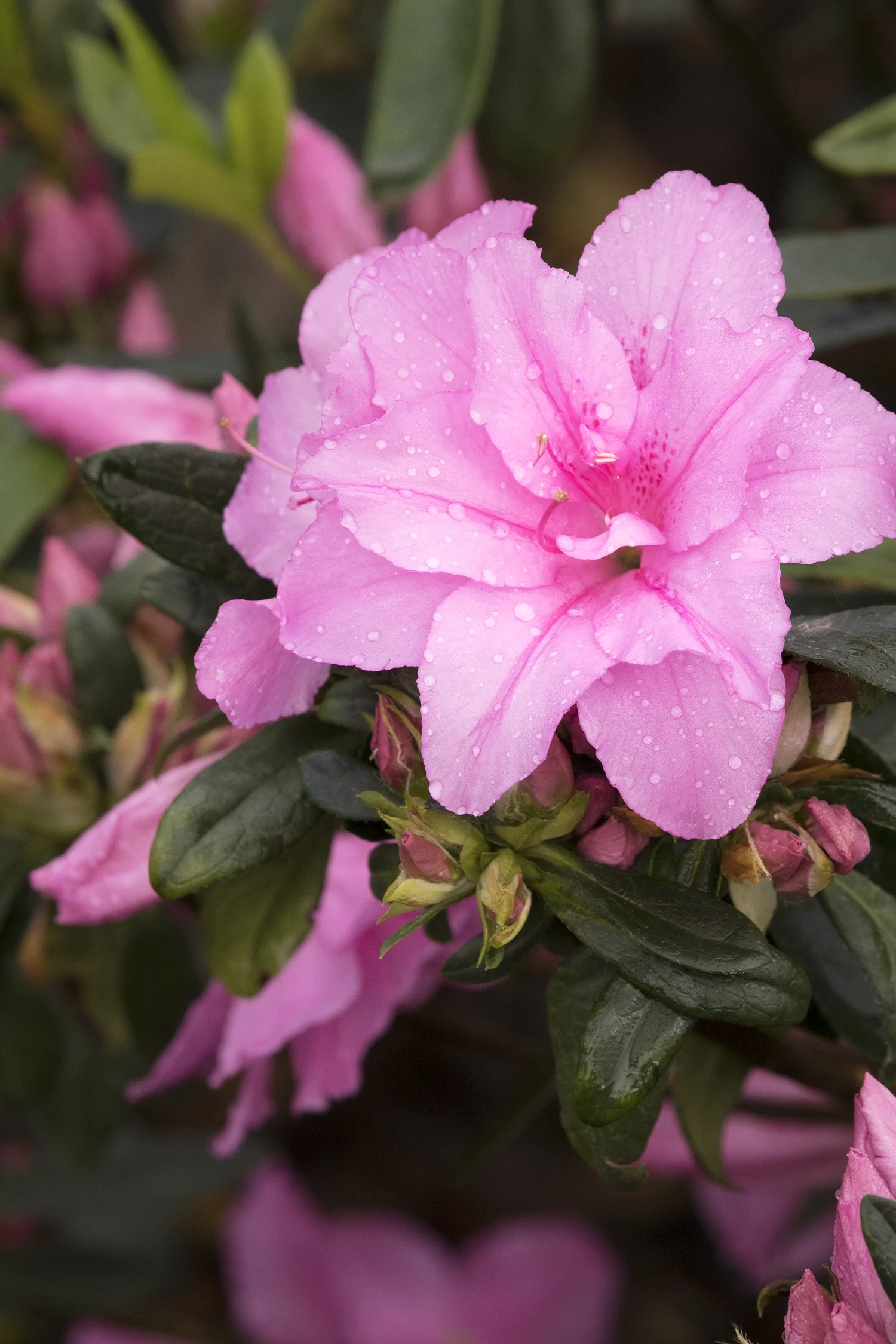 Close-up of Imperial Princess™ Azalea's fully open pink double flower with ruffled petals covered in water droplets, dark green foliage and unopened buds visible behind, demonstrating the abundant blooming habit of this Southern Indica variety.