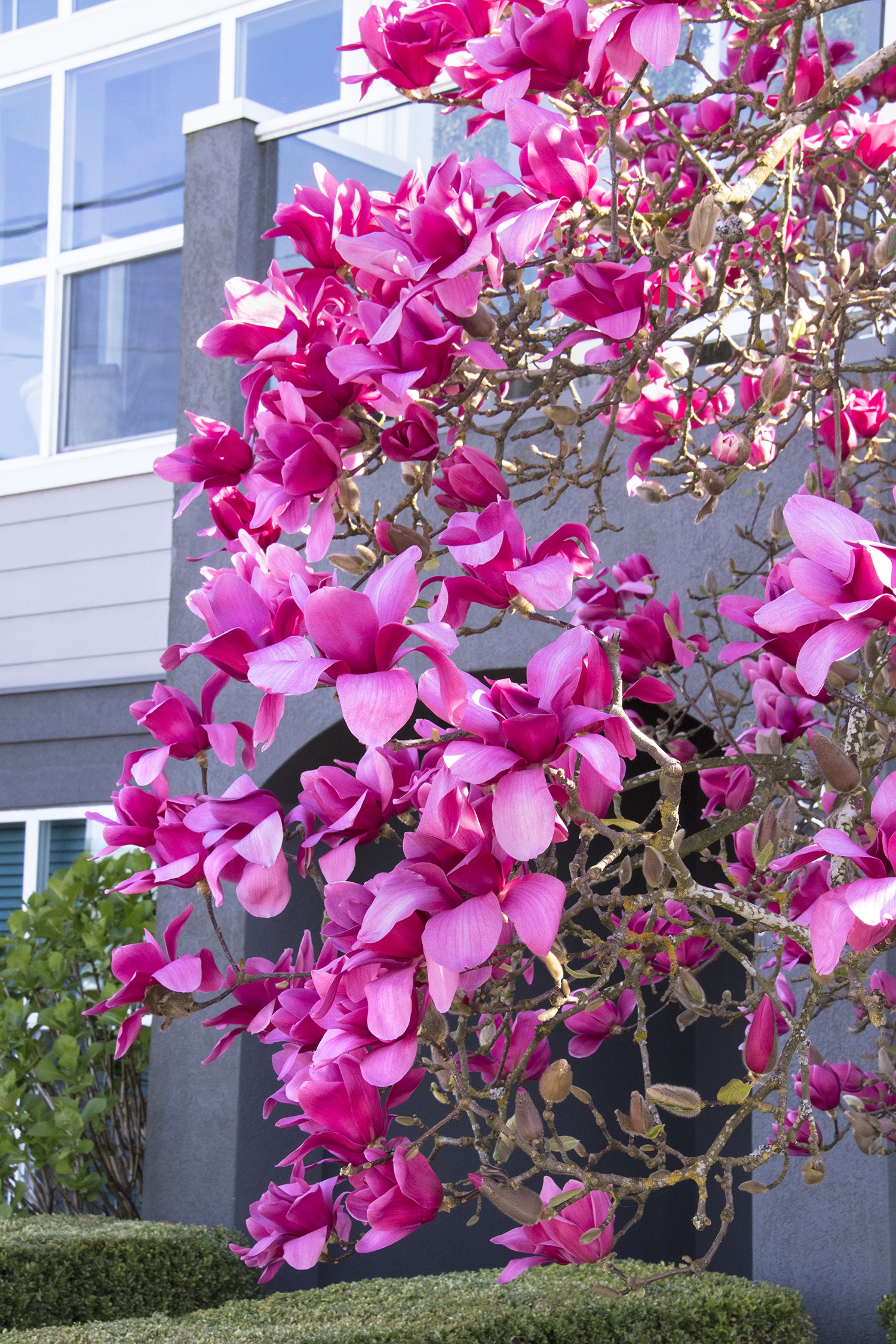 Vulcan Magnolia, Magnolia x 'Vulcan', Monrovia Plant