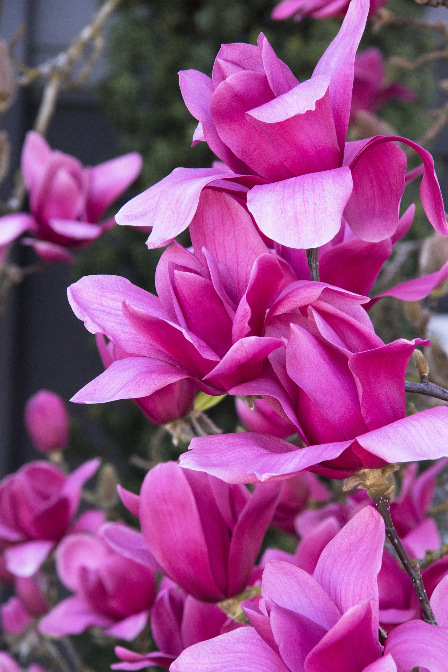 Vulcan Magnolia, Magnolia x 'Vulcan', Monrovia Plant