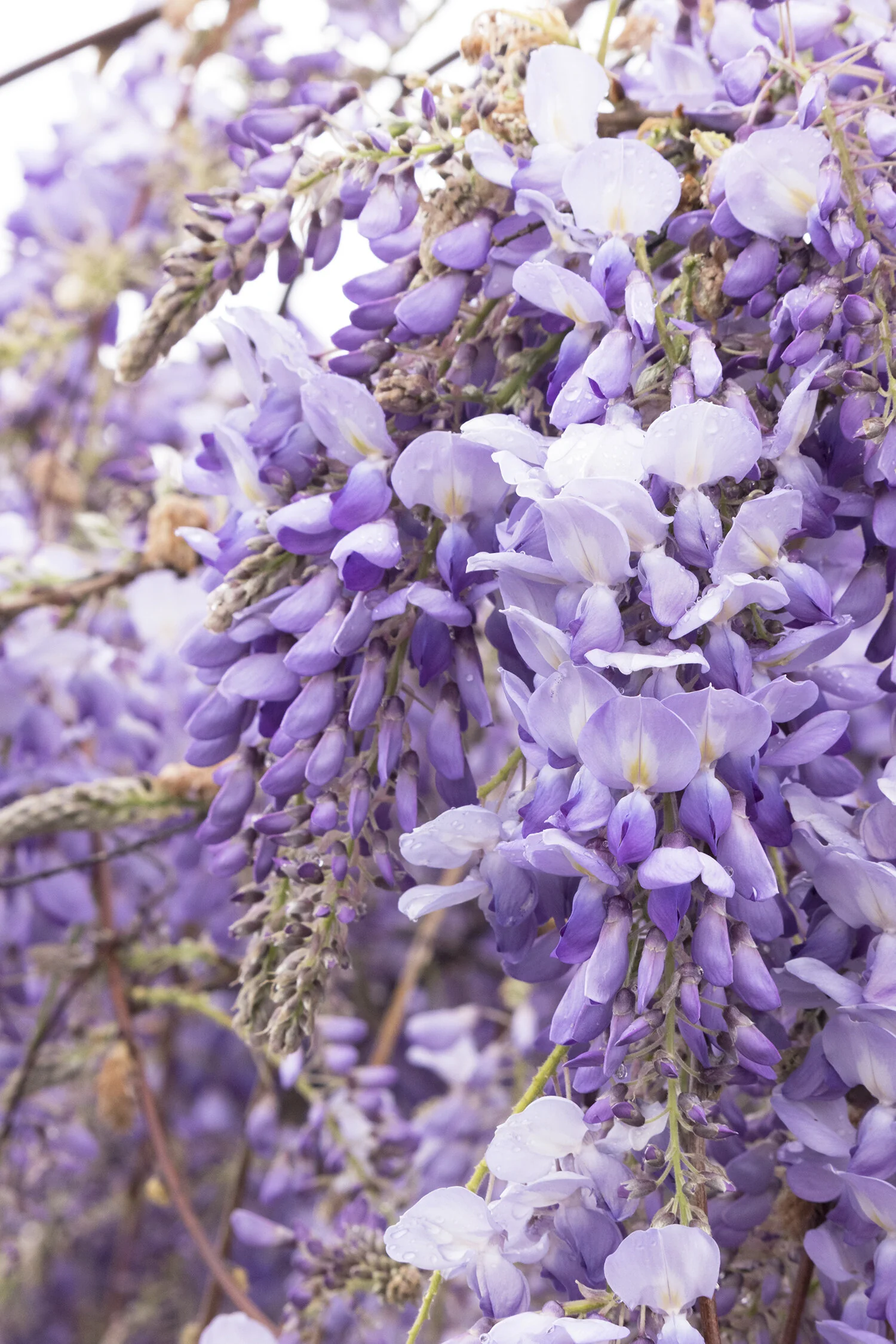 Chinese Wisteria, Wisteria sinensis, Monrovia Plant
