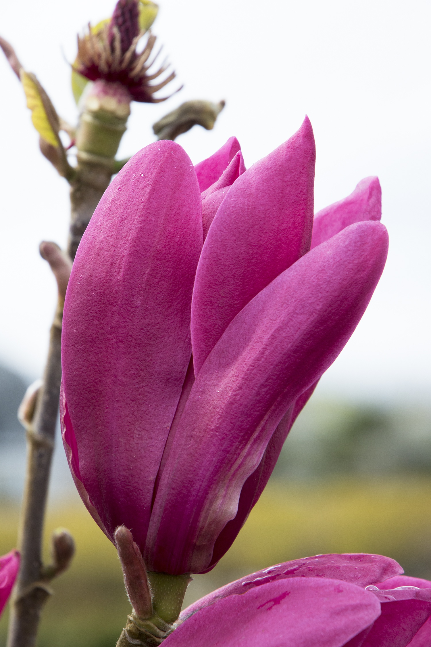 Burgundy Star Magnolia, Magnolia x 'JURmag4' PP #20,346, Monrovia