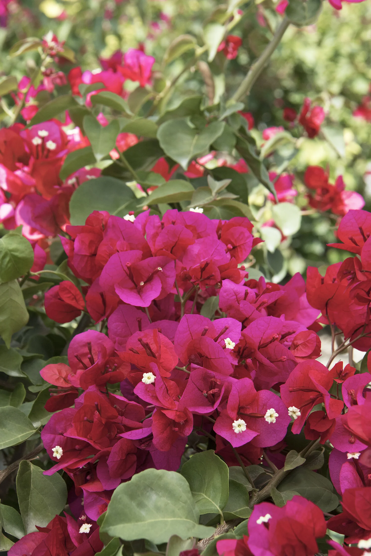 Close-up of Scarlett O'Hara Bougainvillea in full bloom, displaying deep magenta and red bracts with tiny white flowers at the center, surrounded by green oval leaves on woody stems, showing the plant's abundant flowering habit.