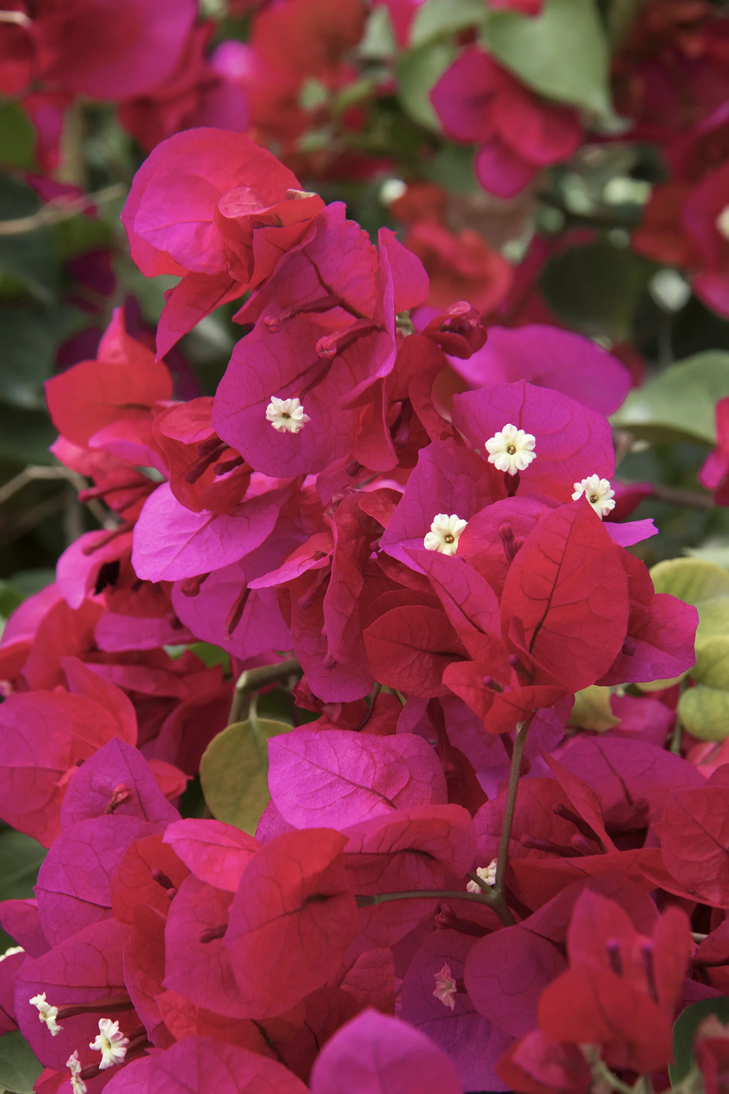 Close-up of vivid magenta and red bracts of Bougainvillea 'Scarlett O'Hara', with tiny cream-colored true flowers nestled within the papery foliage, showing abundant blooms in full flower stage for landscape color impact.