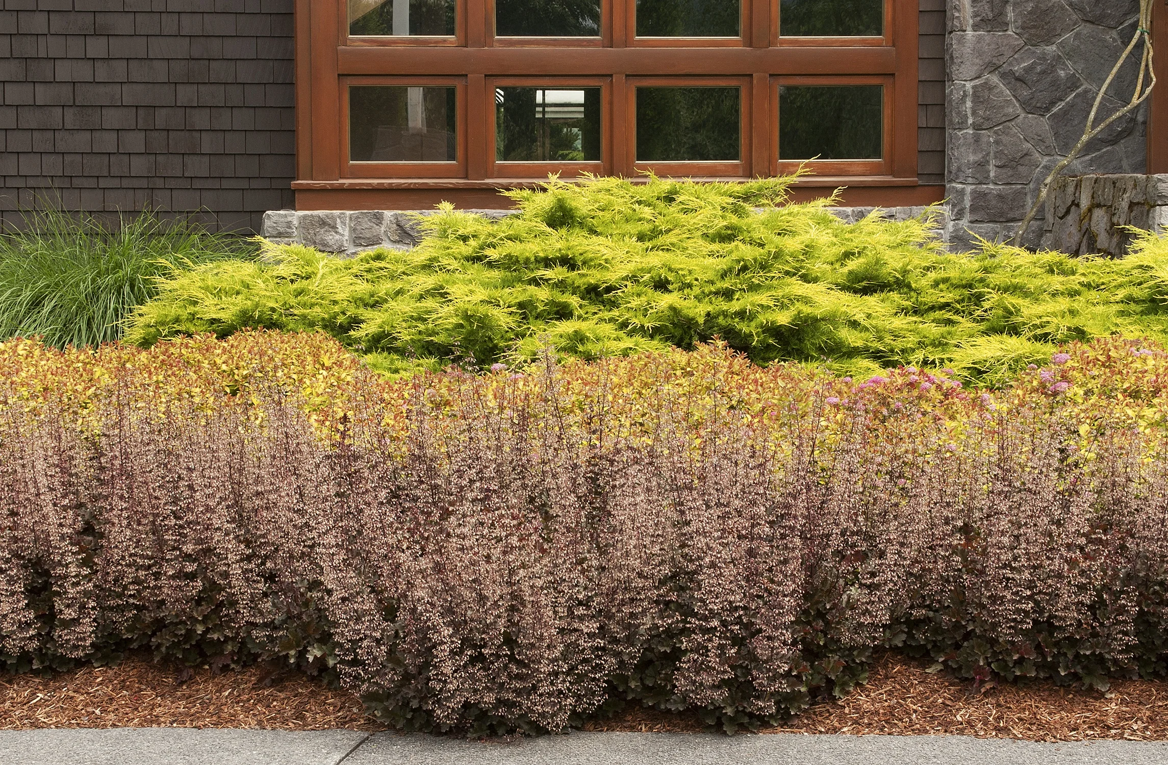 Heuchera 'Crimson Curls' planted in a foundation border showing masses of ruffled burgundy foliage with yellow-green Japanese maple behind, demonstrating mature landscape use against a residential building with stone foundation.