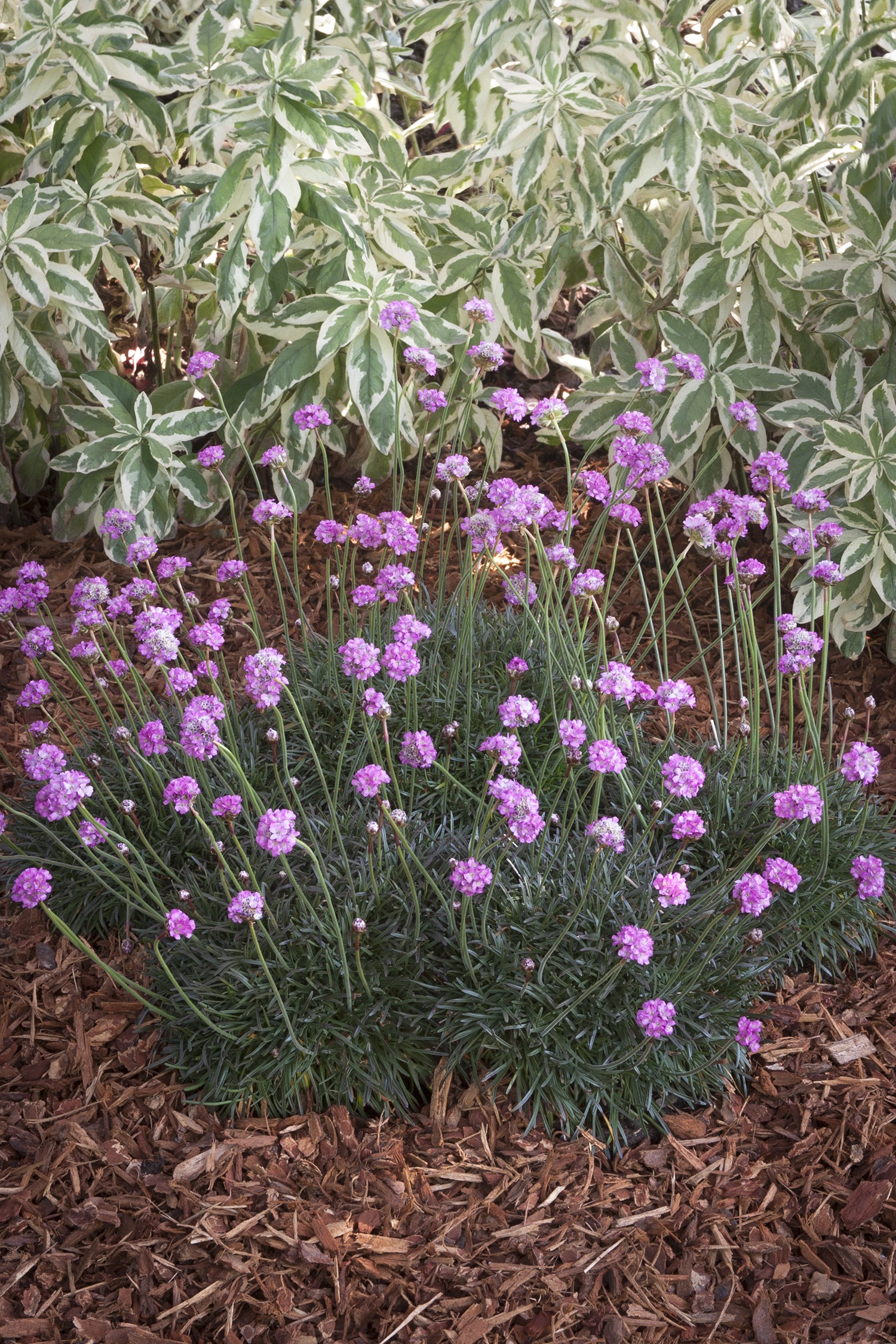 Red Leaf Thrift, Armeria maritima 'Rubrifolia', Monrovia Plant