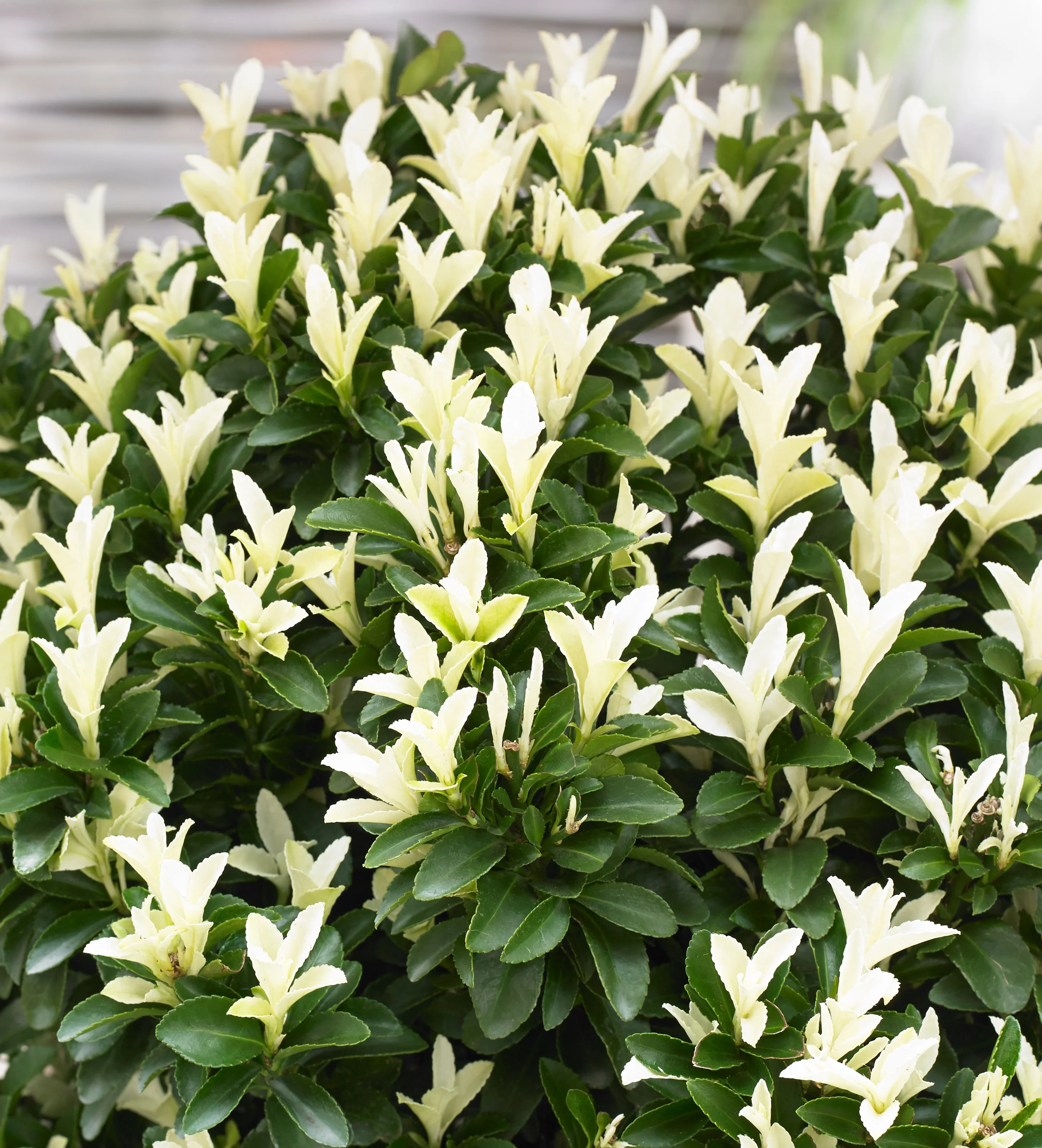 Paloma Blanca Euonymus (Euonymus japonicus 'Lankveld03') in full bloom, displaying abundant creamy white flowers held upright above glossy dark green foliage, shown in a medium close-up to demonstrate flowering habit and dense, compact form.