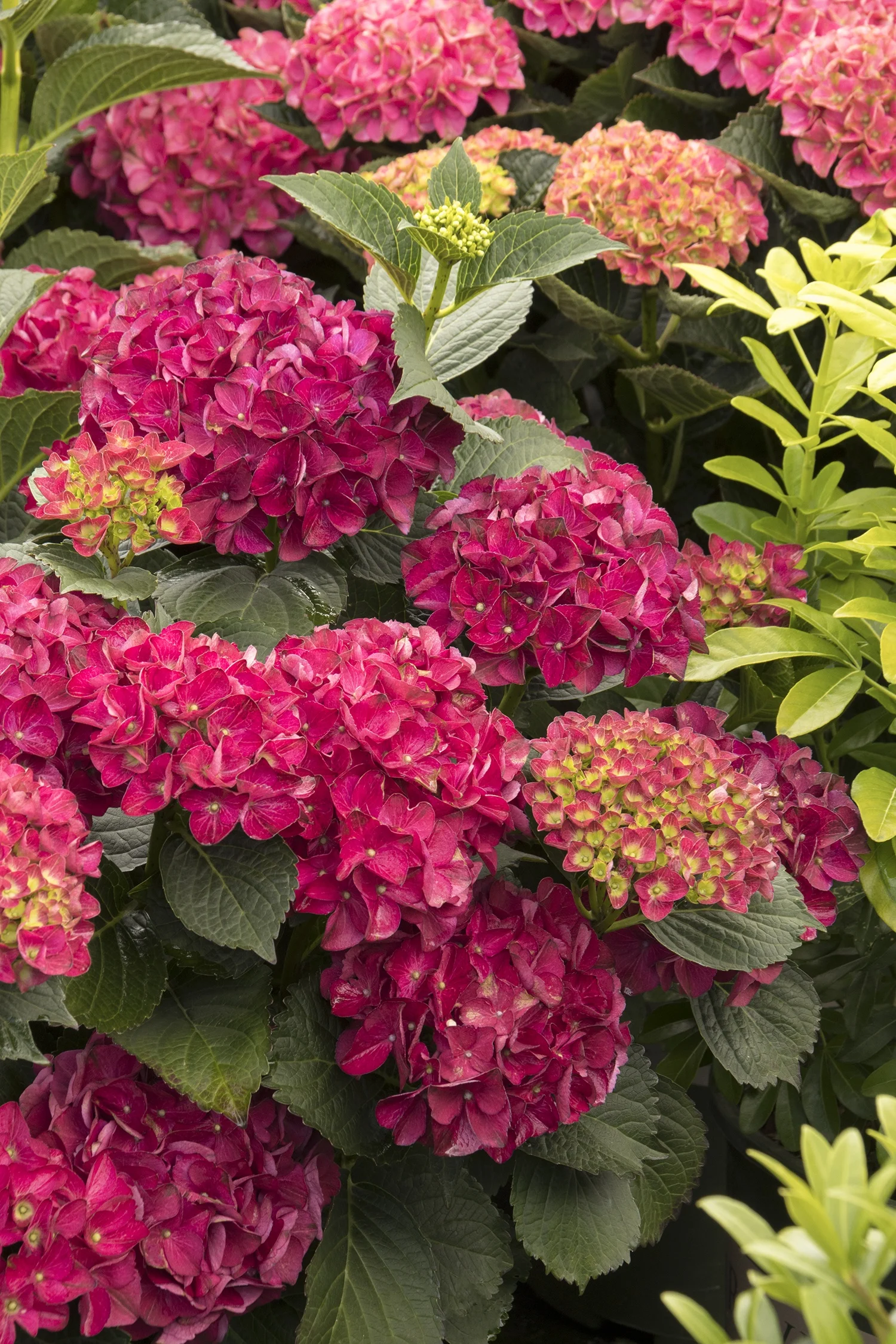 ©Doreen Wynja for Monrovia