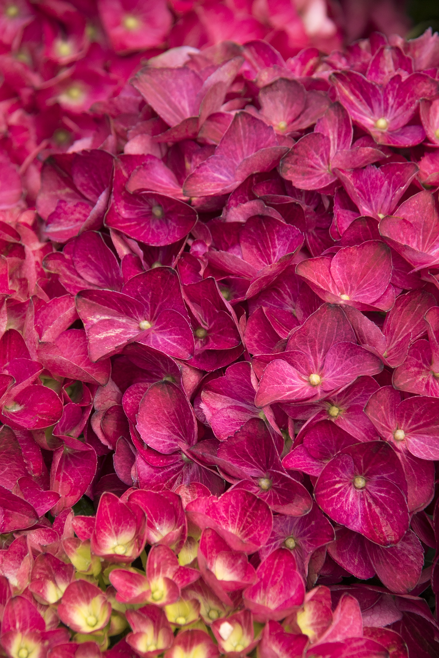Seaside Serenade® Cape Hatteras Hydrangea, Monrovia Plant