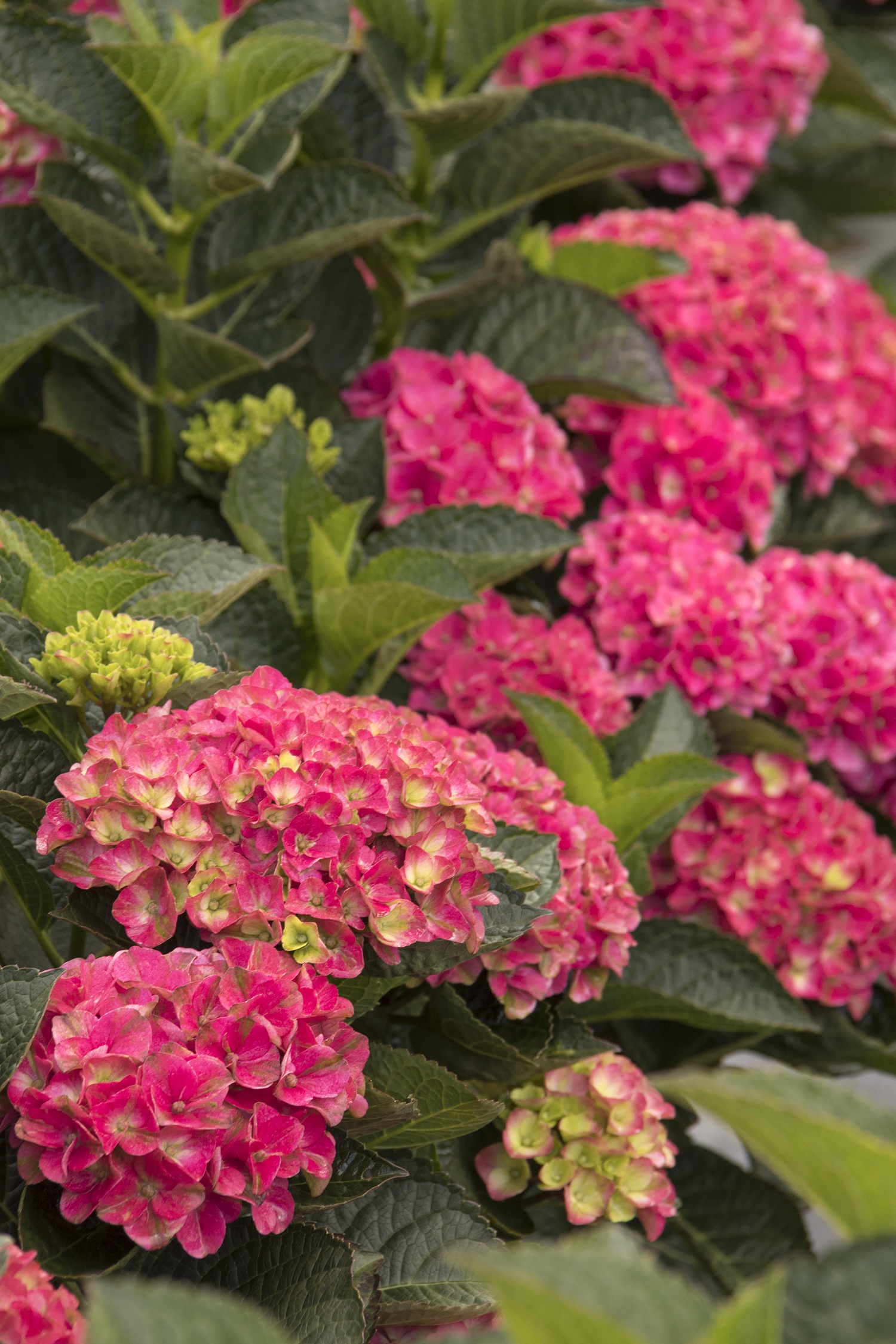 Seaside Serenade® Martha's Vineyard Hydrangea, Monrovia Plant