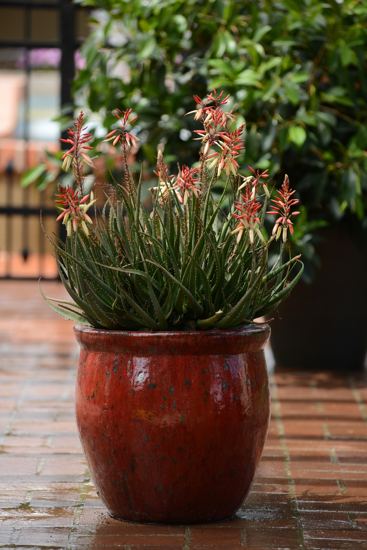 Safari Sunrise Aloe, Aloe hybrid 'X5' PP #23,267, Monrovia Plant