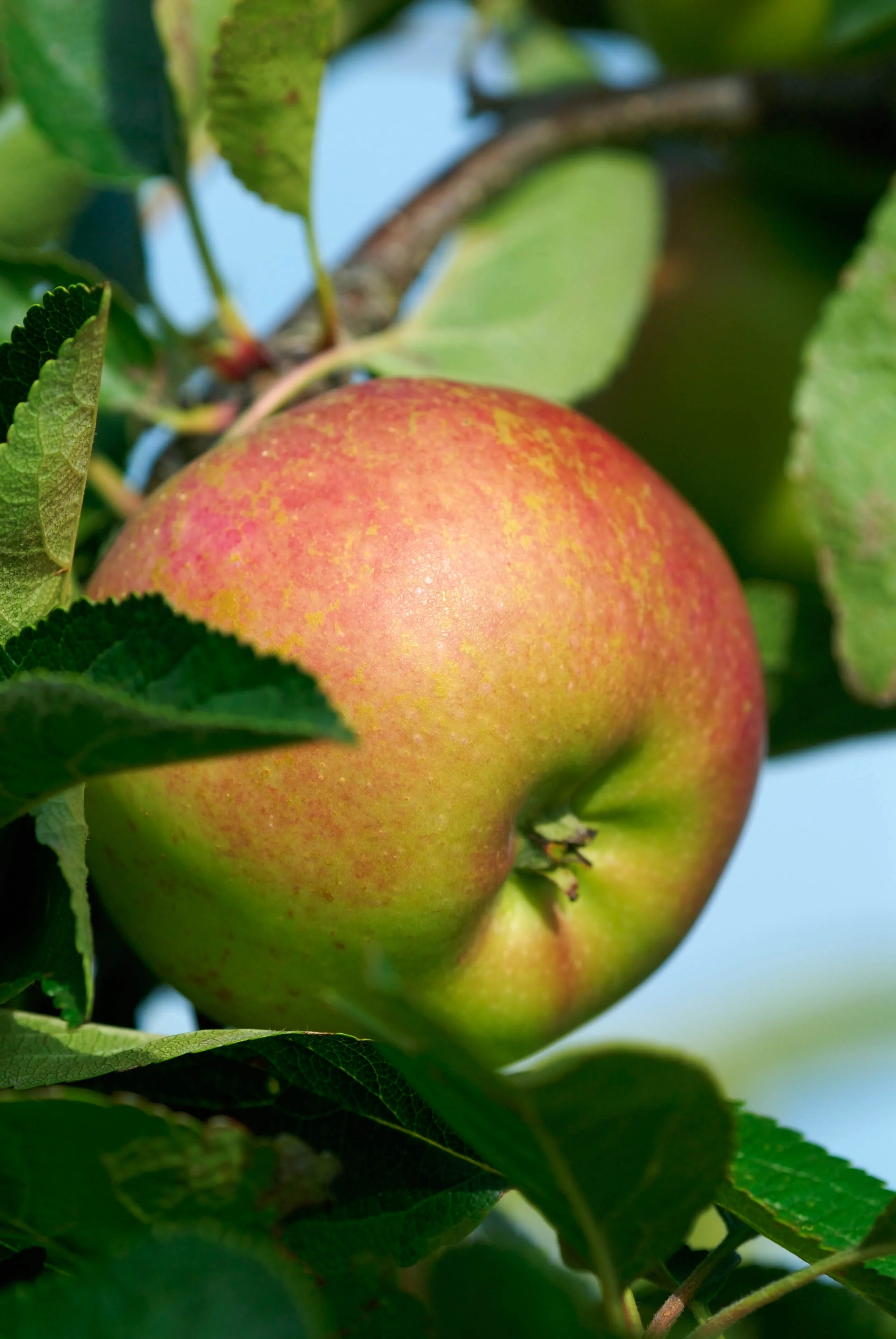 Jo Whitworth / GAP Images