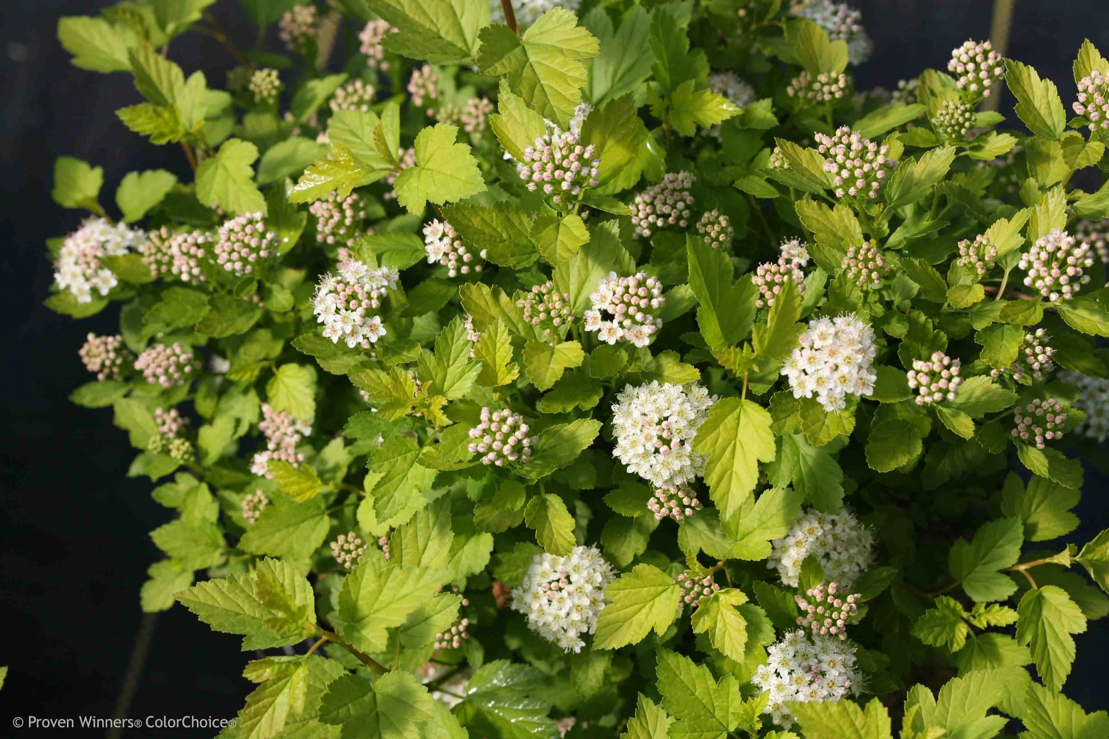 Proven Winners ColorChoice