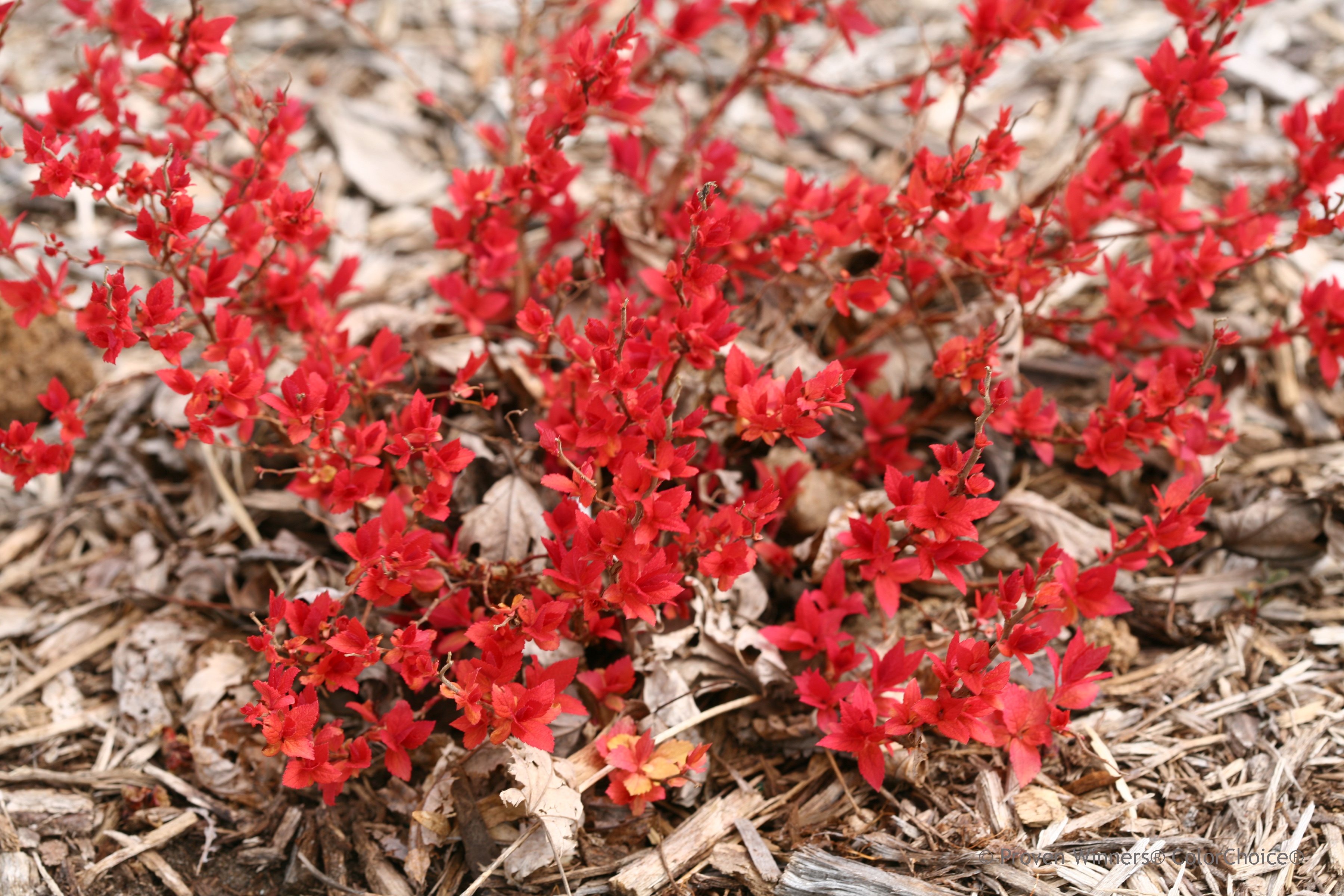 Double Play® Candy Corn® Spirea, Monrovia Plant