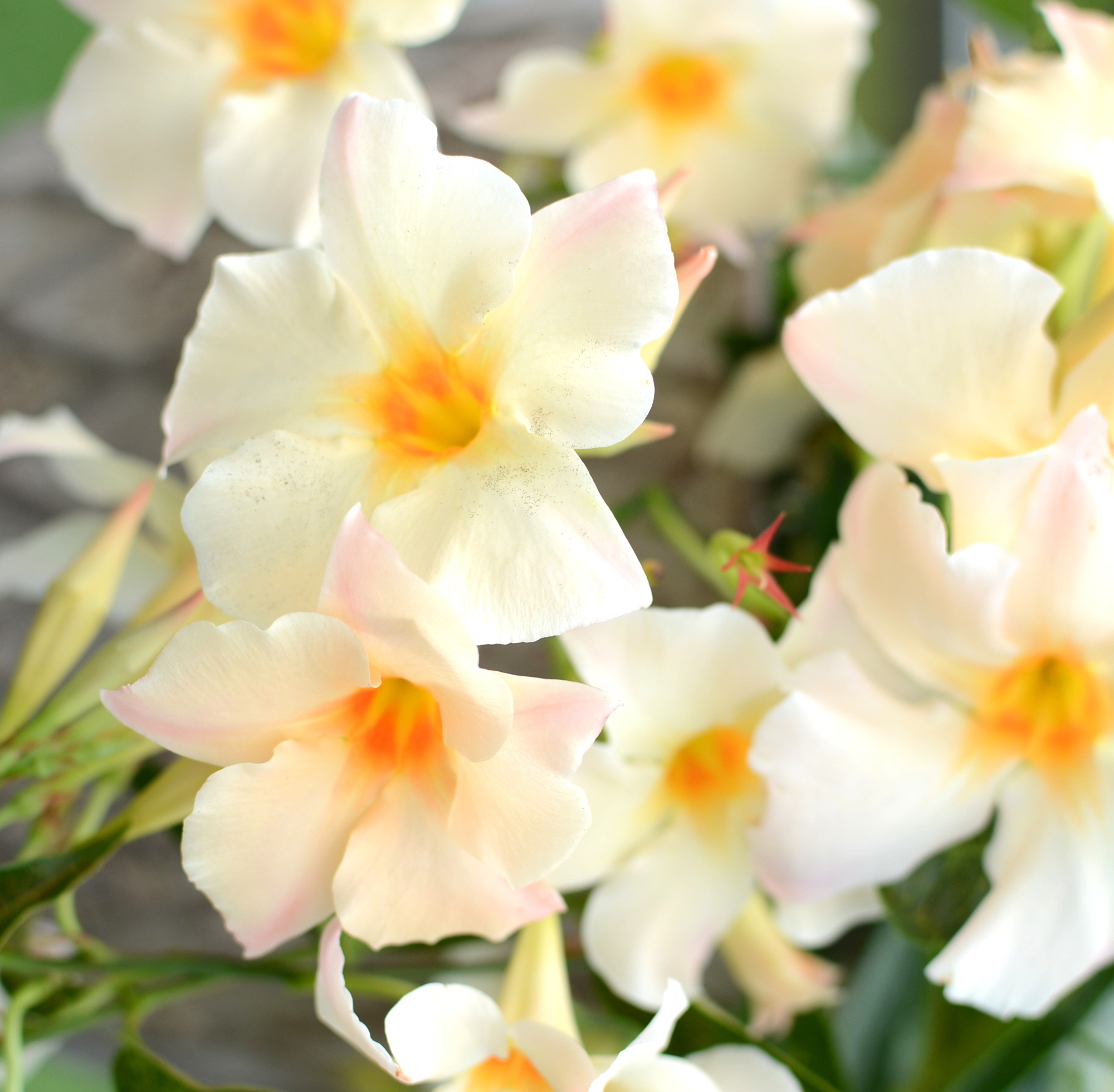 Sun Parasol® Apricot Mandevilla, Mandevilla x 'Apricot', Monrovia