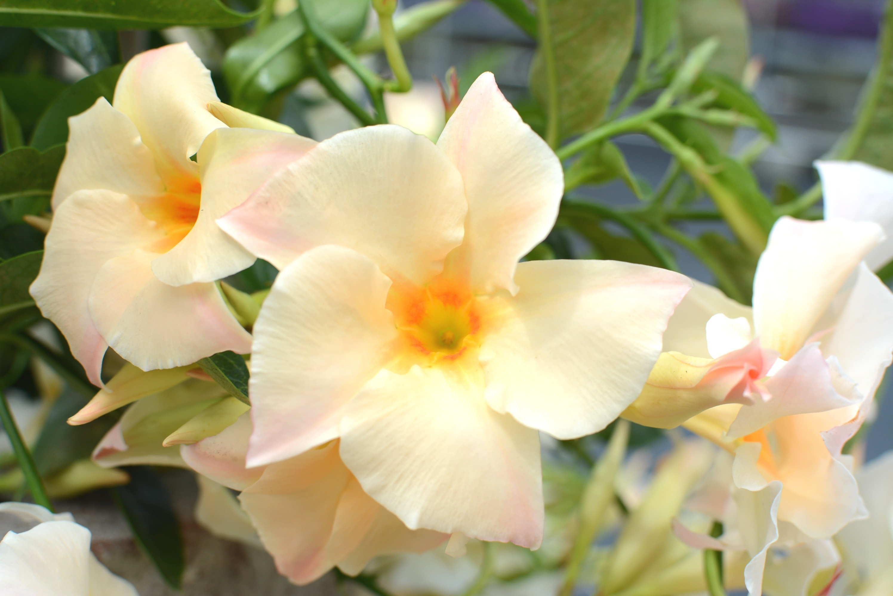 Sun Parasol® Apricot Mandevilla, Mandevilla x 'Apricot', Monrovia