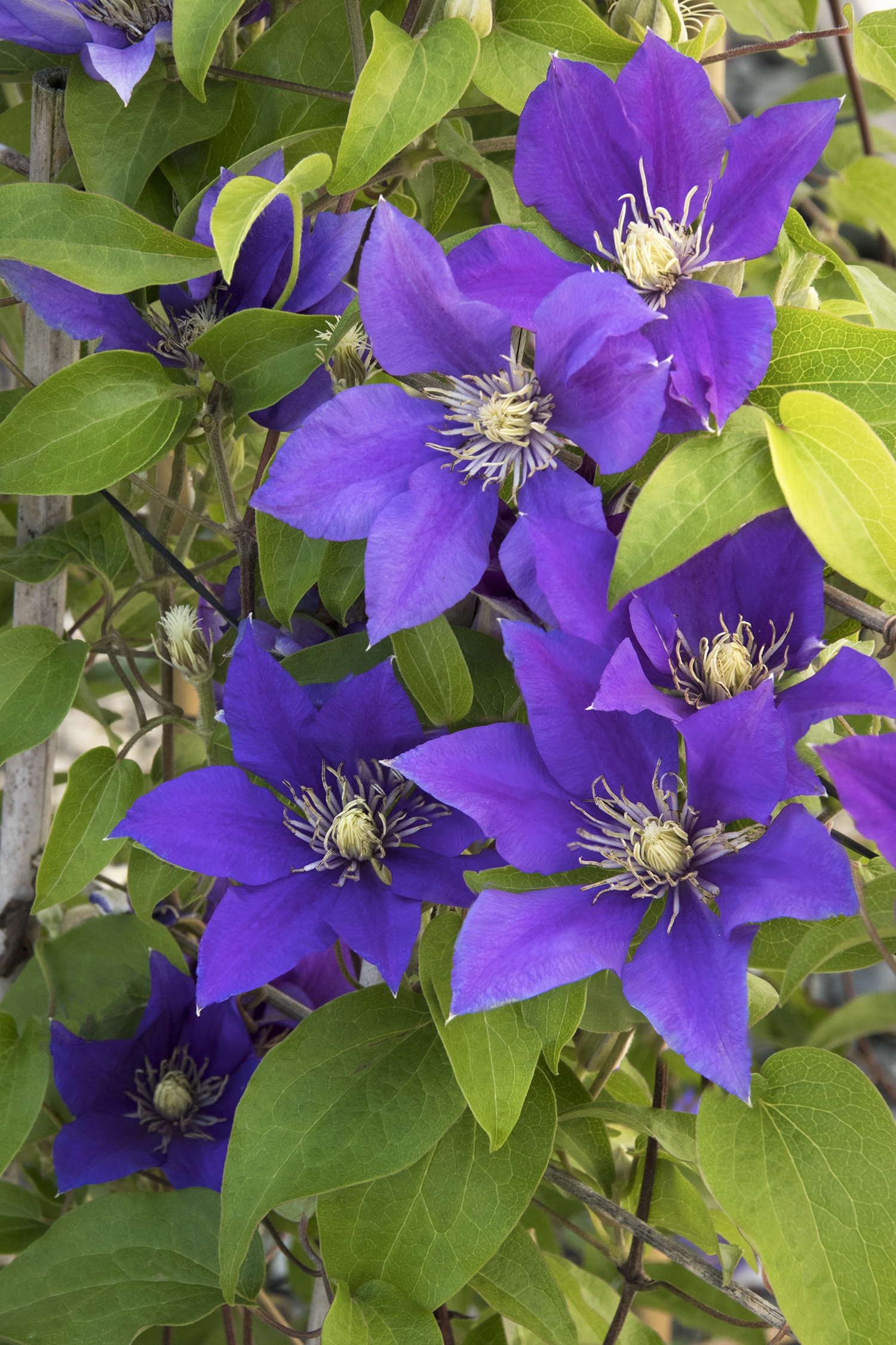 Boulevard® Olympia™ Clematis, Clematis 'Evipo099' PPAF, Monrovia Plant