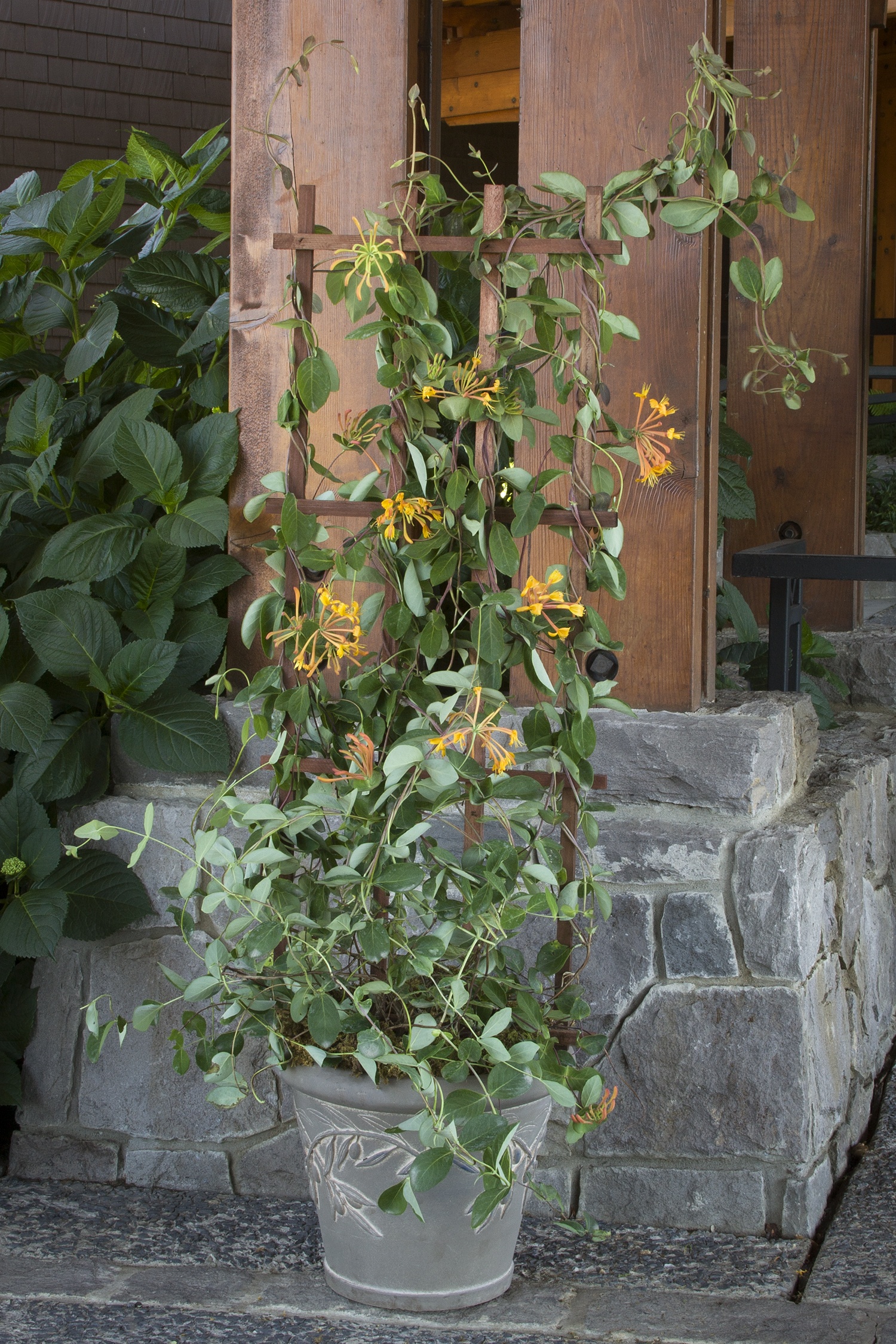 Mandarin Honeysuckle, Lonicera x 'Mandarin', Monrovia Plant