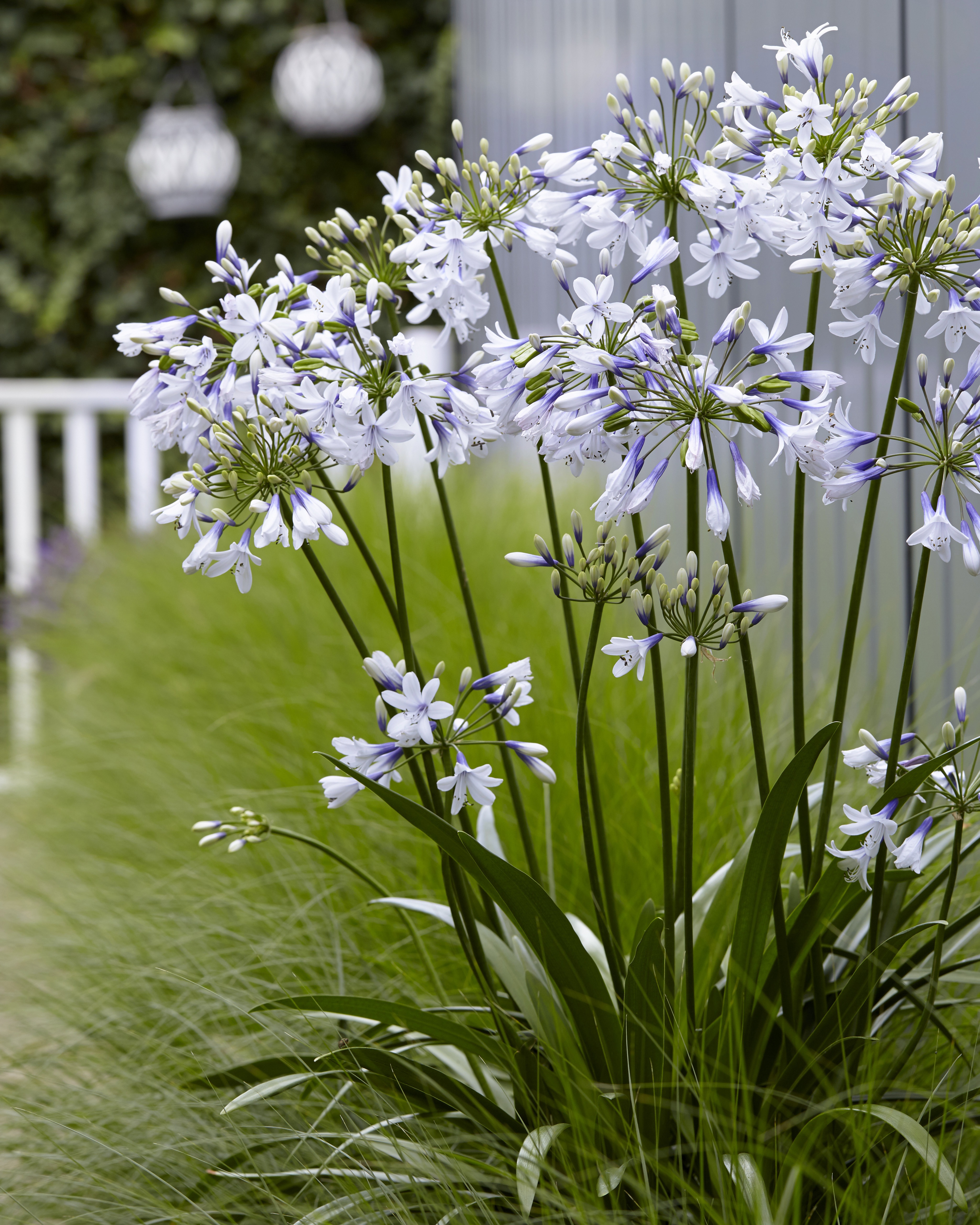 Twister Agapanthus, Monrovia Plant