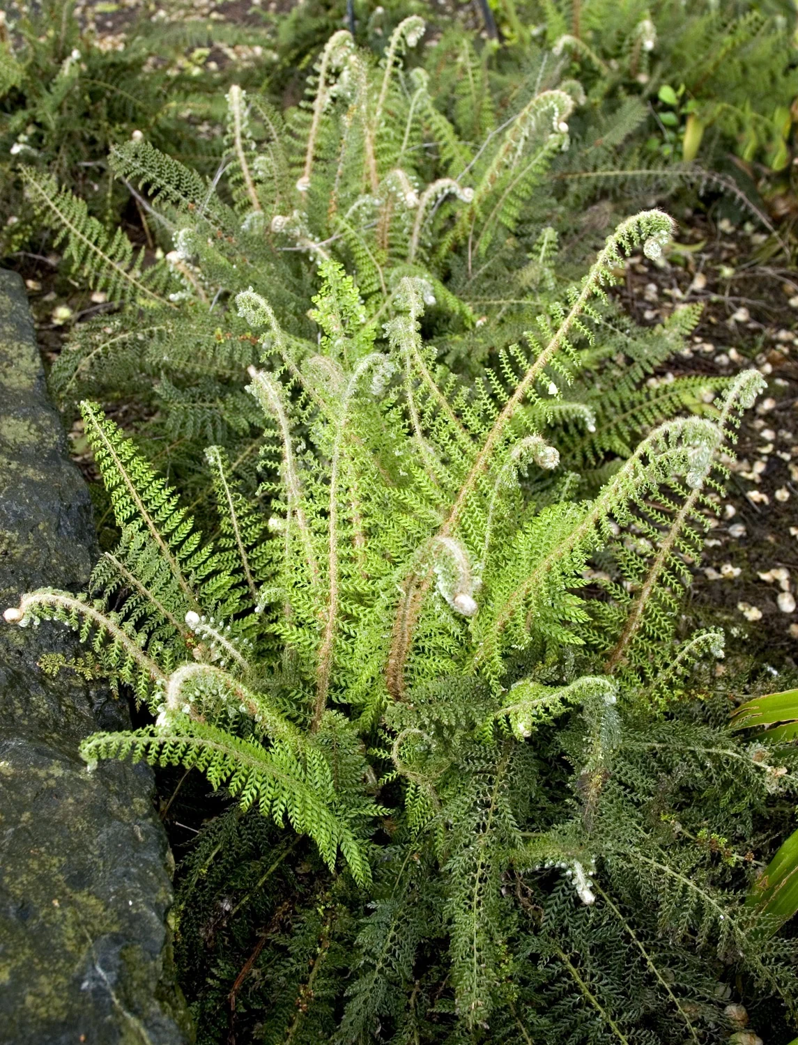 Crested Lady Fern (Athyrium filix femina 'Cristatum') displaying delicate, bright green fronds with distinctive crested or ruffled tips, emerging from soil in a garden border setting, showing the plant's mature full form and texture.