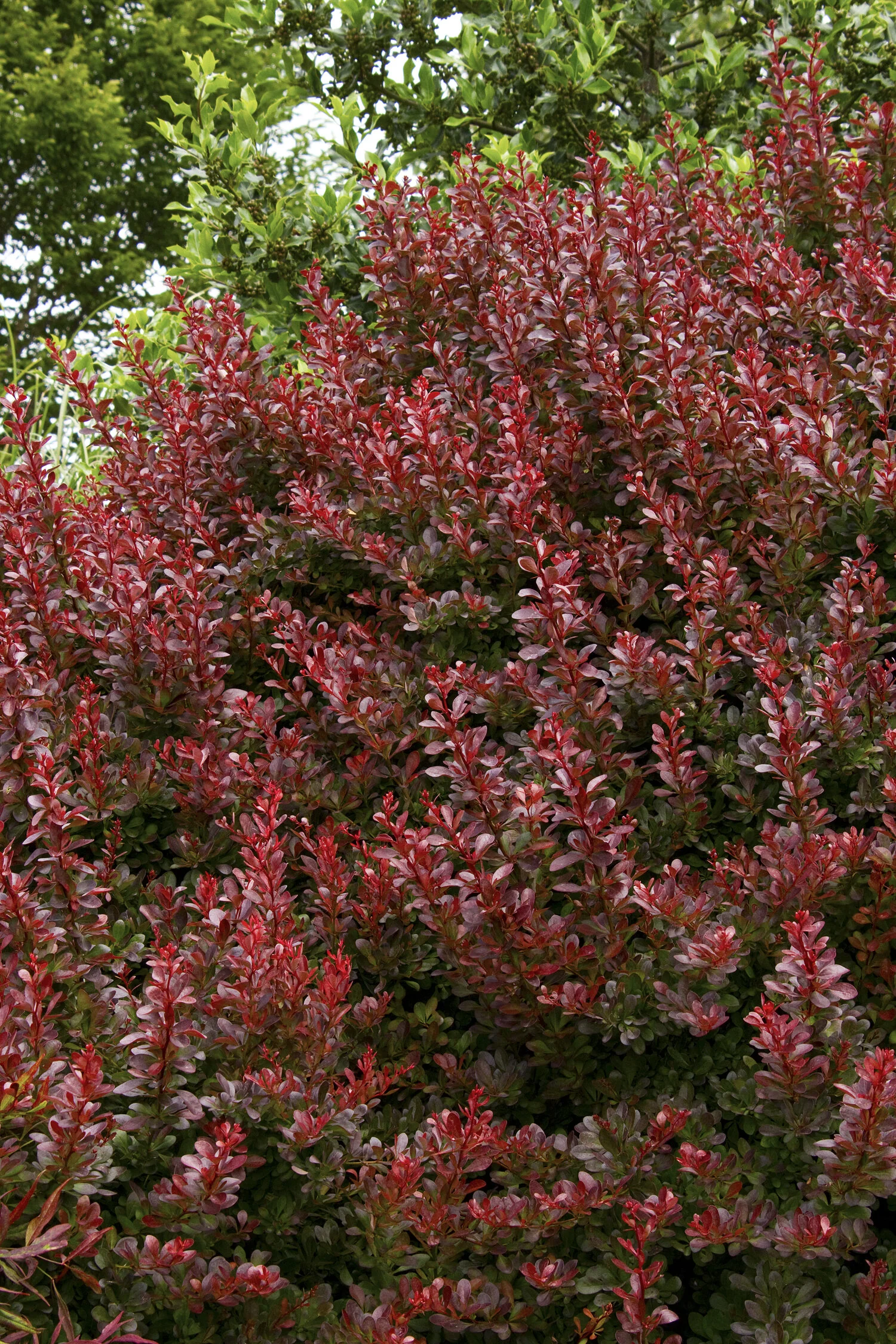 Cherry Bomb Japanese Barberry